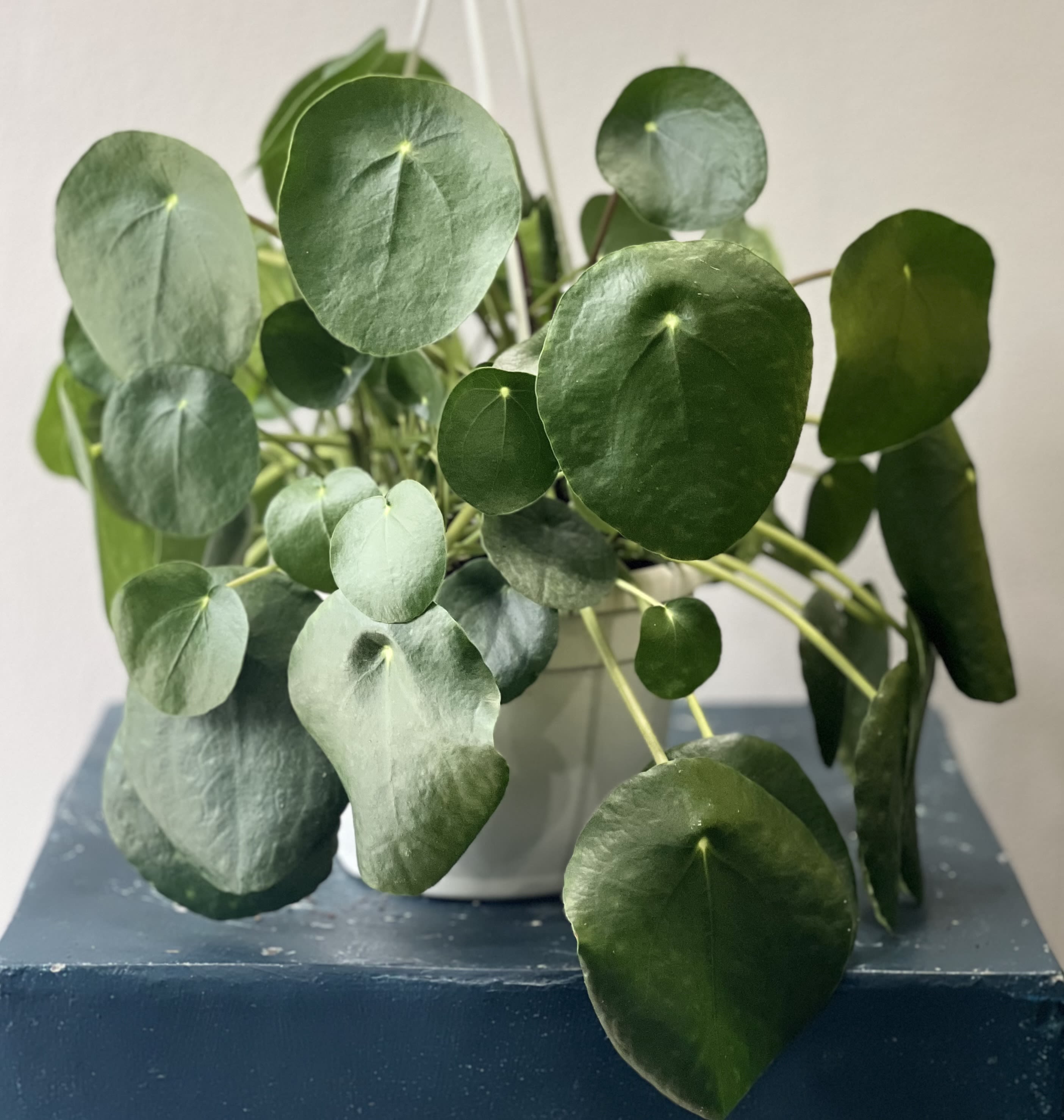 Chinese Money Plant - Pilea peperomioides, the Chinese money plant, UFO plant, pancake plant or missionary plant, is a species of flowering plant in the nettle family Urticaceae, native to Yunnan and Sichuan provinces in southern China.