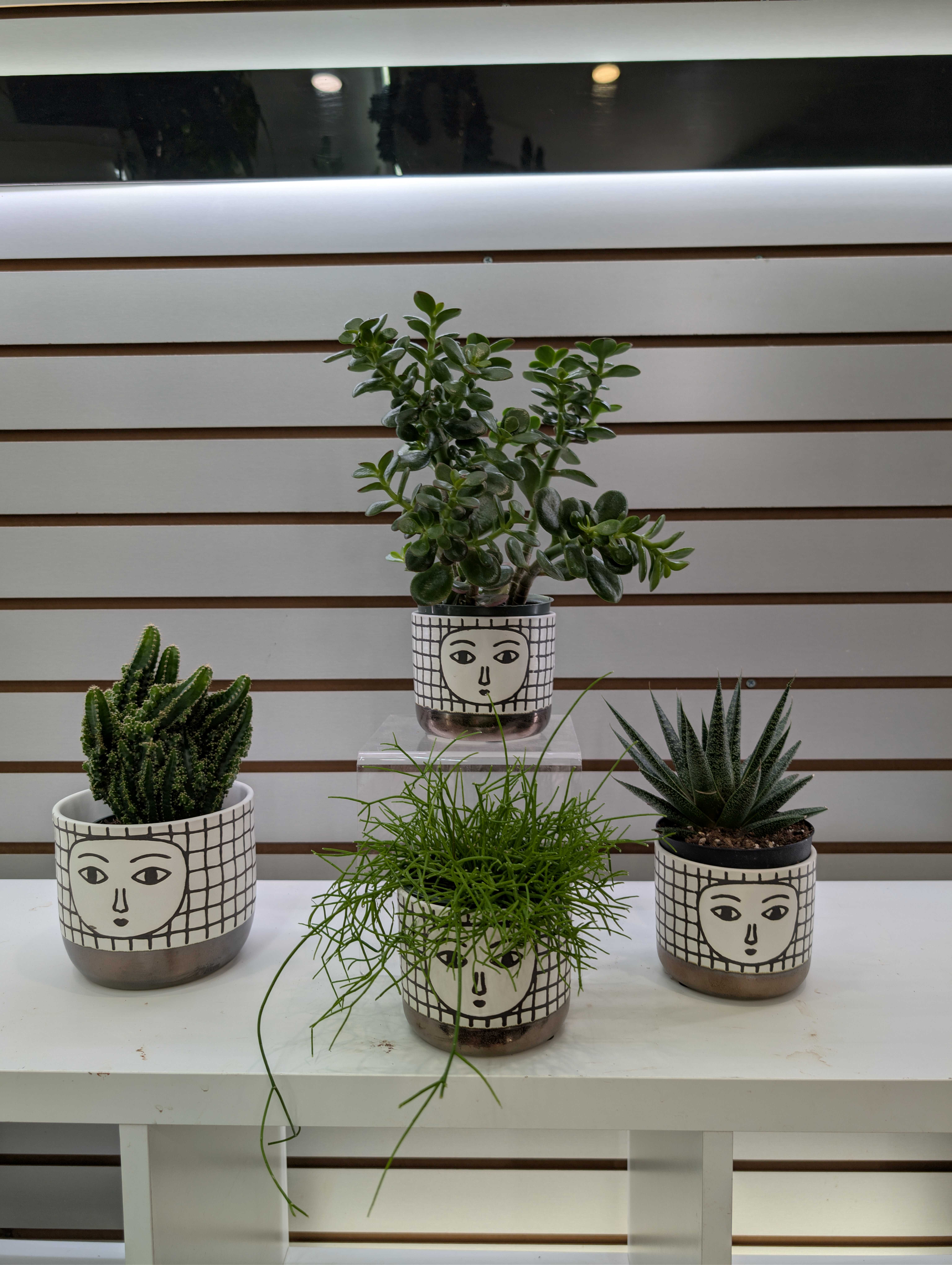 Succulent Set Succulent Set - A lush collection of assorted succulents, showcasing diverse shapes and shades of green, creating a vibrant display. Requires watering once every 2 weeks. (Vases not included)