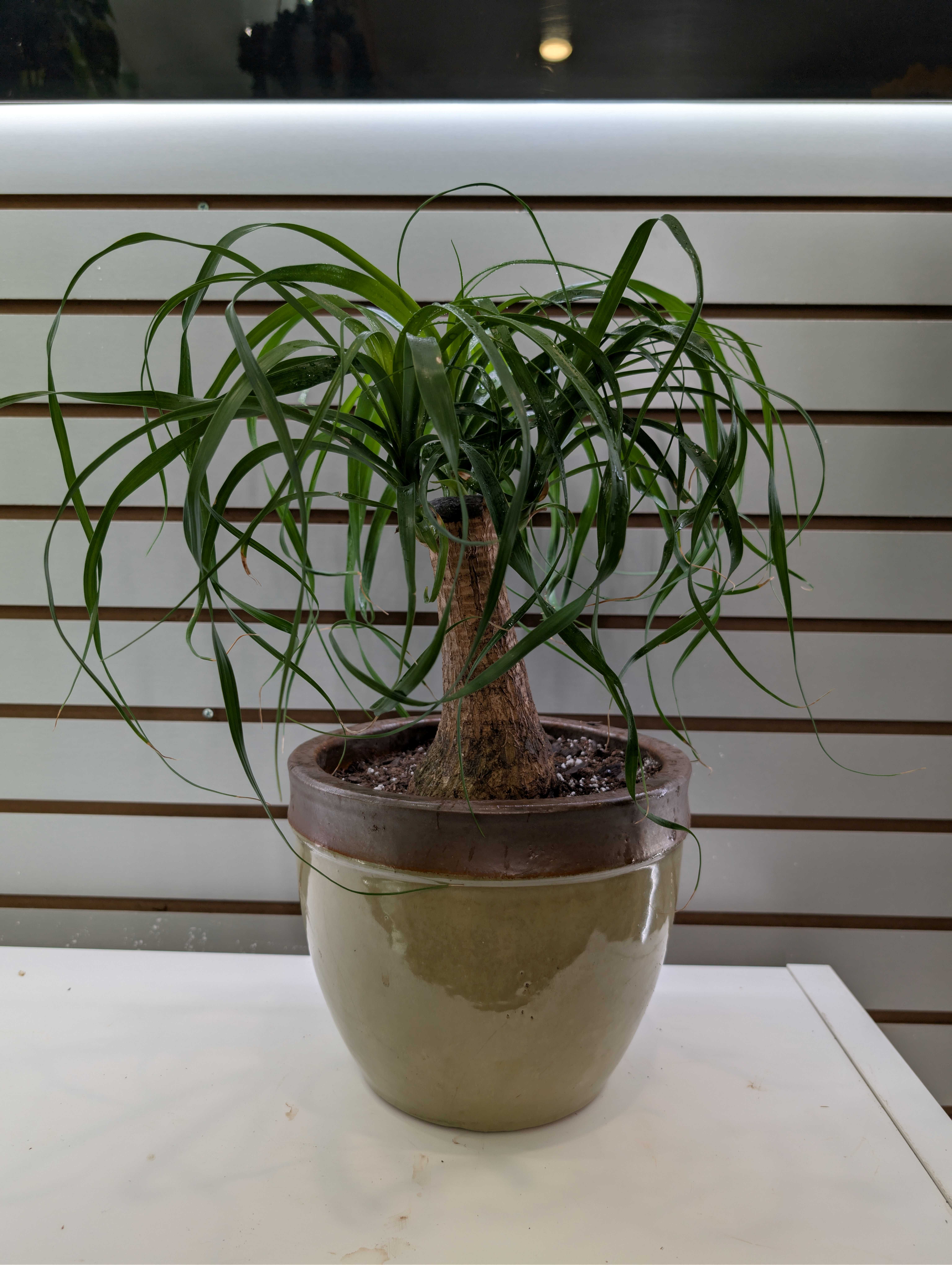 Ponytail Palm (Medium) - Ponytail palms prefer to have as much light as possible, so place the plant in a bright location. · Keep soil fairly dry. · To water, soak the soil and allow the soil to dry completely. (Vase not included)