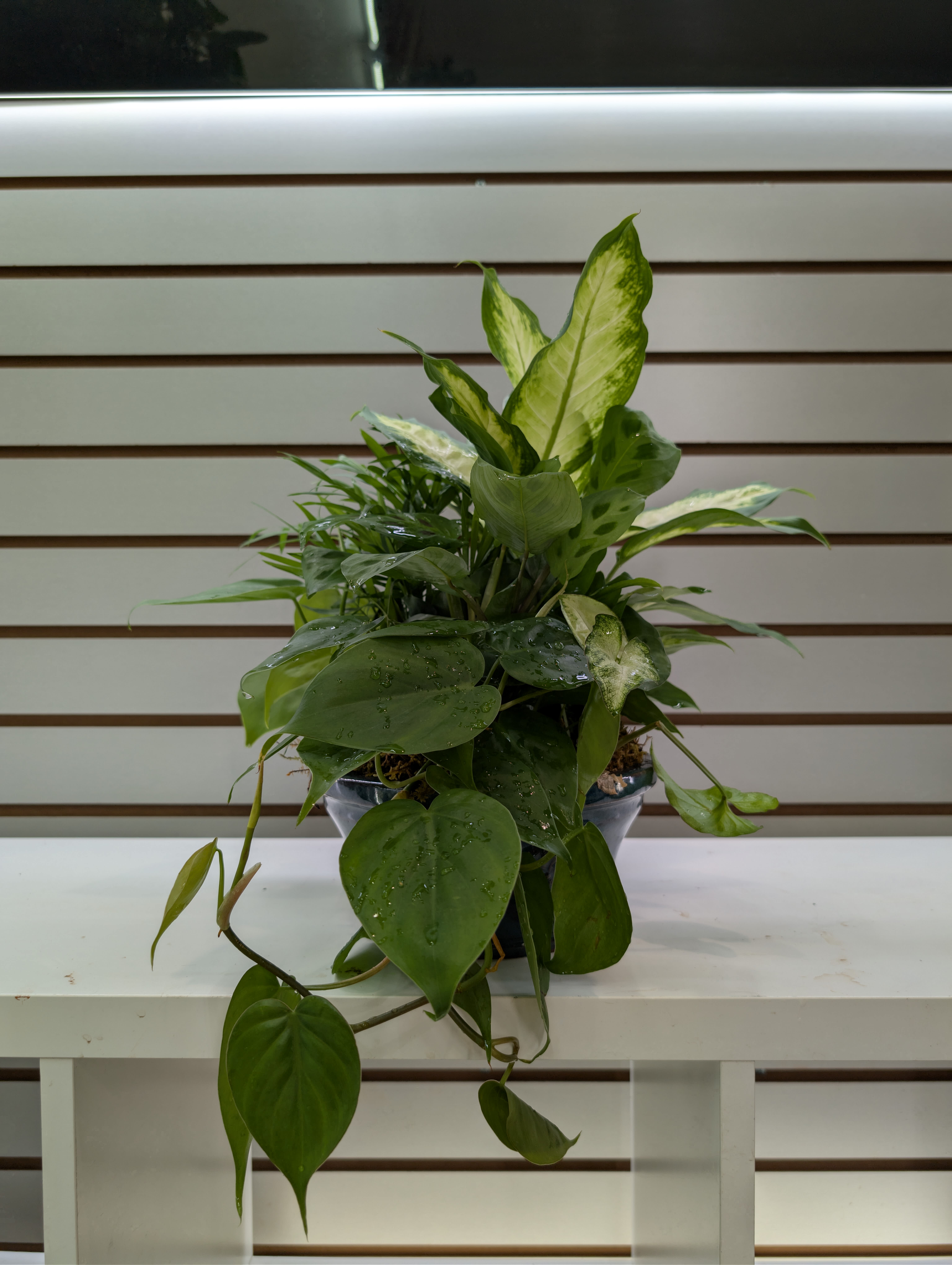 Dish Garden  - This low bowl filled with living plants will also carry comfort and compassion for many months to come. Perfect to send to the home or service. Requires bright indirect light, and watering once a week. (Vase not included) 