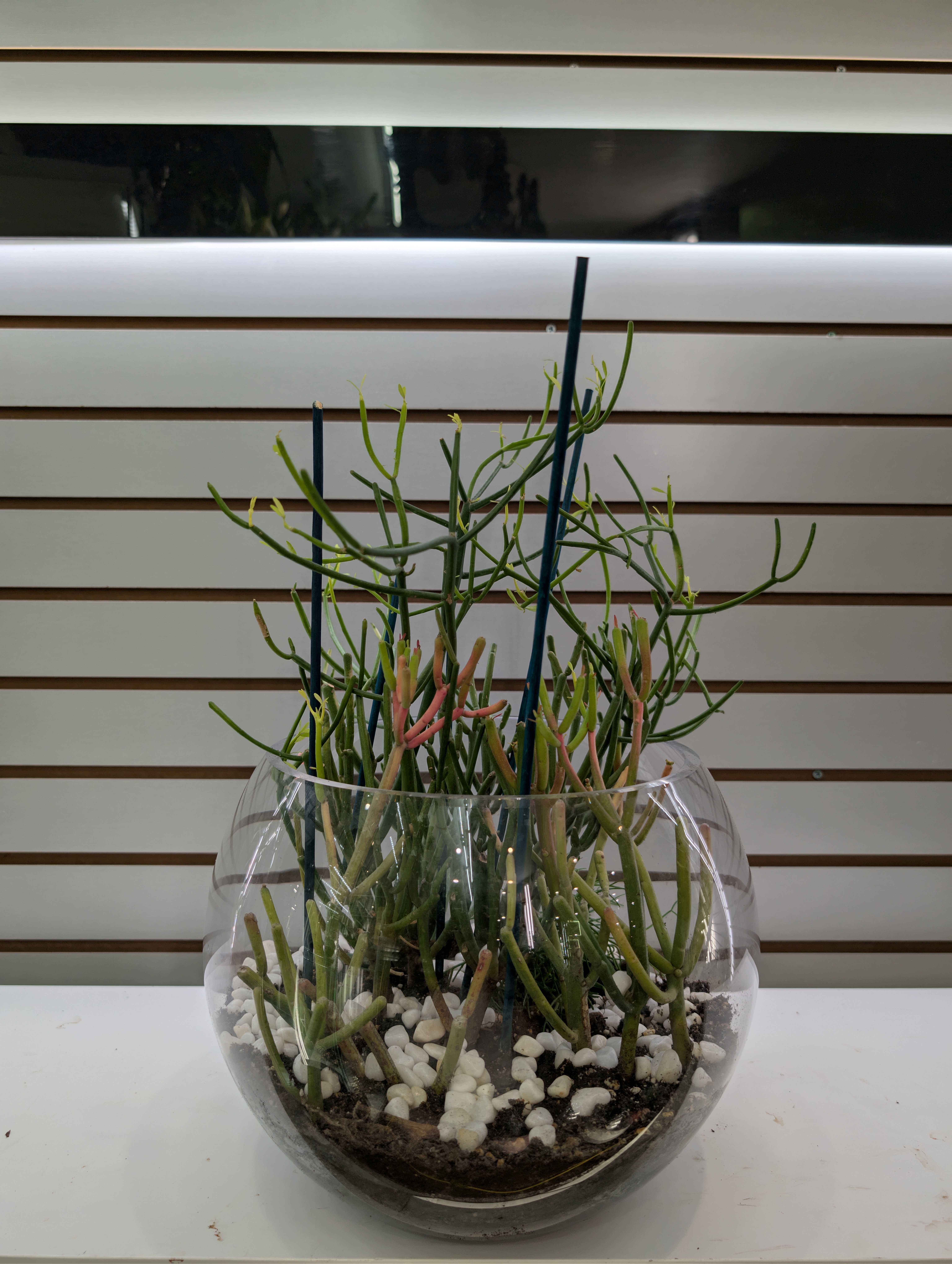 Succulent Bowl Succulent Bowl - This plant symbolizes gracious adaptability and striking beauty Ideal to bring a smile to anyone. Requires bright indirect light, and watering only when the plant is dry.