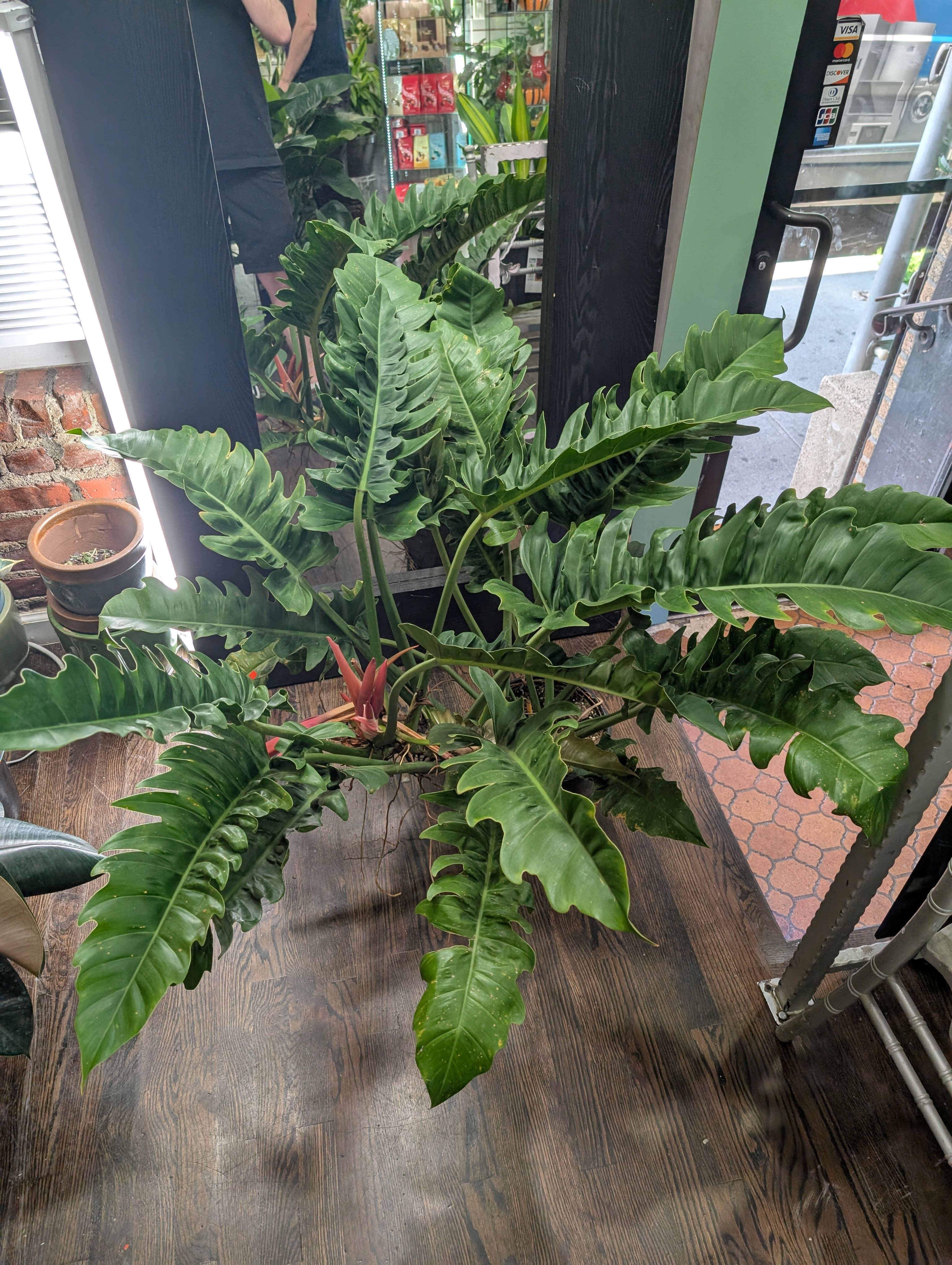 Philo Narrow Escape - Philo Narrow comes from Central American jungles and produces long narrow stiff leaves. They adapt well to lower light conditions too. Just avoid direct sunlight as it can scorch the leaves. Keep the soil a tiny bit moist, but not soggy. 12 inch potted plant (Planter not included)