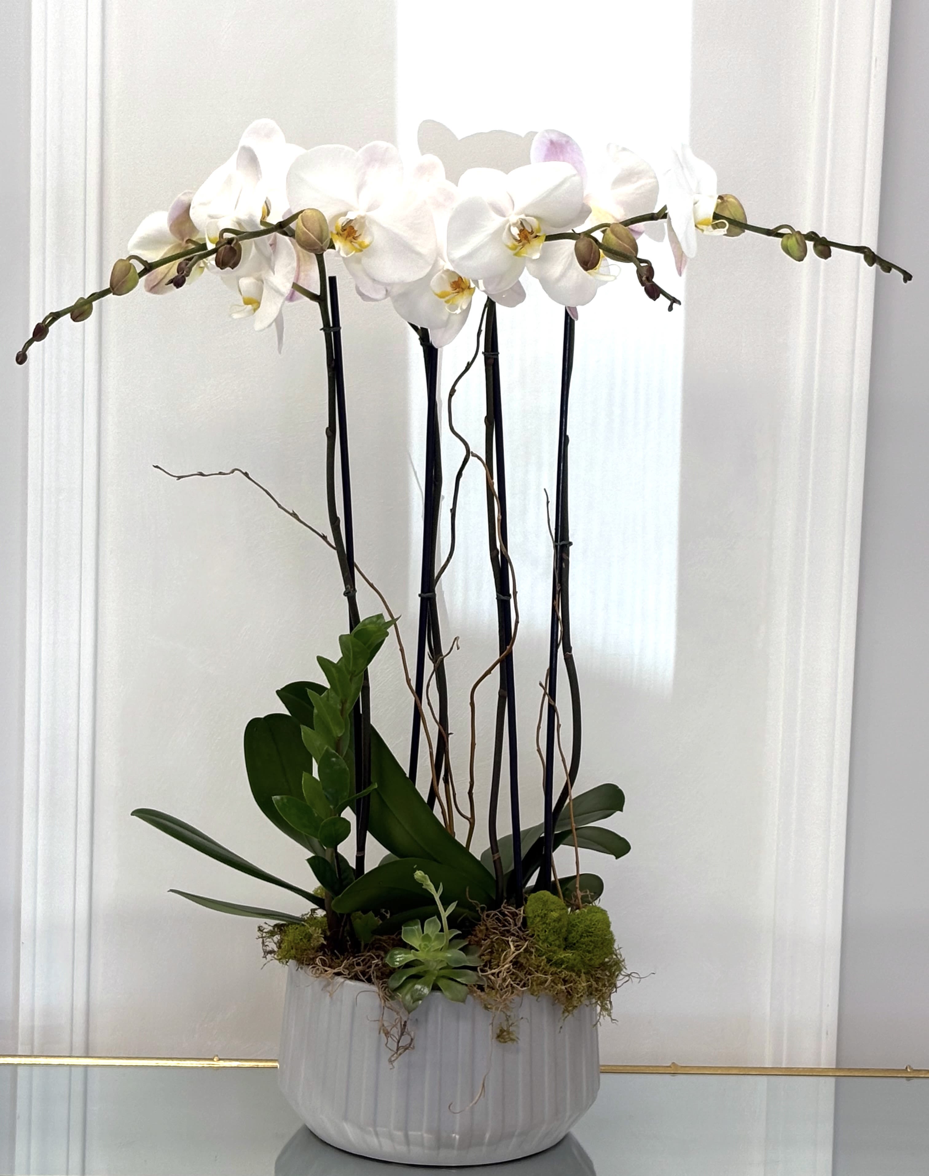 White Orchids Rising By VLM Flowers White Orchids Rising By VLM Flowers - Beautiful white Orchid plants rising out of a unique vase from VLM Flowers. These playful flowers can live for a very long time and the recipient will be reminded of you every single time they see them.