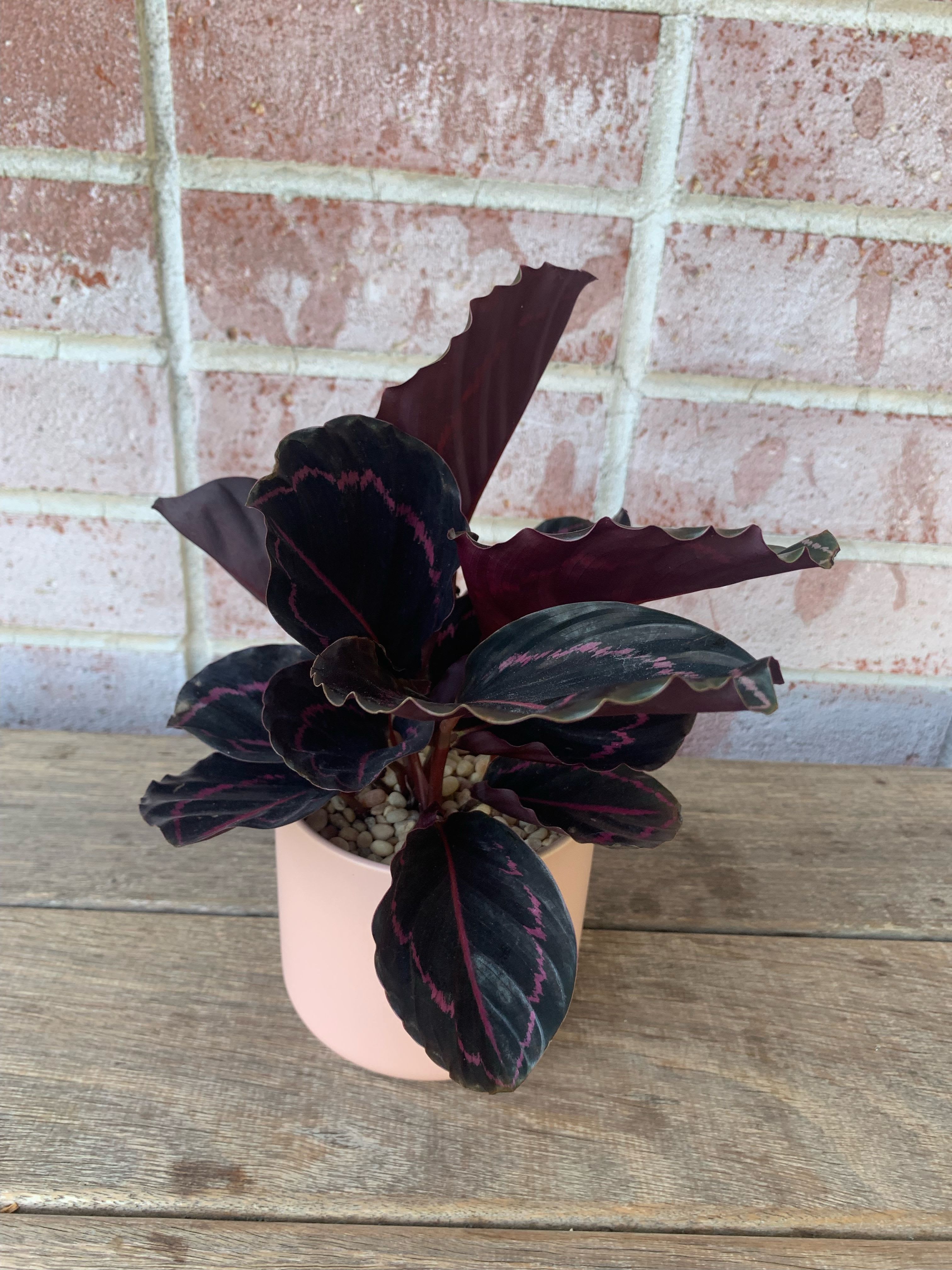 Calatheas Calatheas - A small displace of a black Calatheas