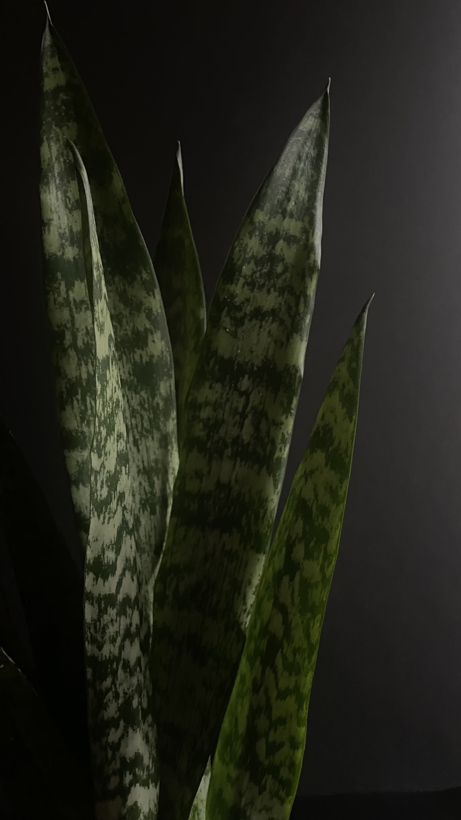 Snake Plant 6&quot; - The Snake Plant is a popular and resilient houseplant known for its striking upright leaves. These leaves are long, narrow, and sword-like, typically featuring a bold green color  Their architectural form makes them an eye-catching addition to any space.  Snake Plants are incredibly easy to care for, thriving in a variety of light conditions, from low light to bright indirect light. They prefer well-draining soil and can tolerate infrequent watering, making them perfect for beginners or those with busy lifestyles. One of their standout features is their air-purifying qualities, as they help remove toxins from the air.    