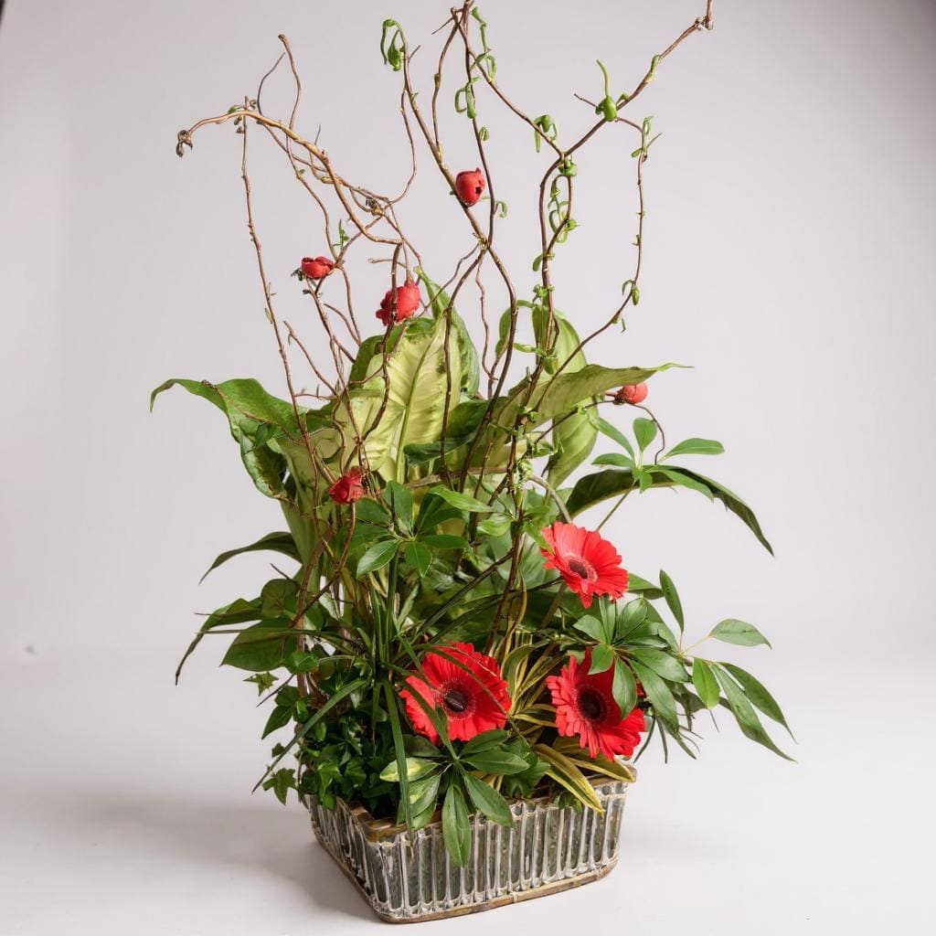 Back to Nature - Planter basket of tropical houseplants accented with bright gerbera daisies and a flock of birds.