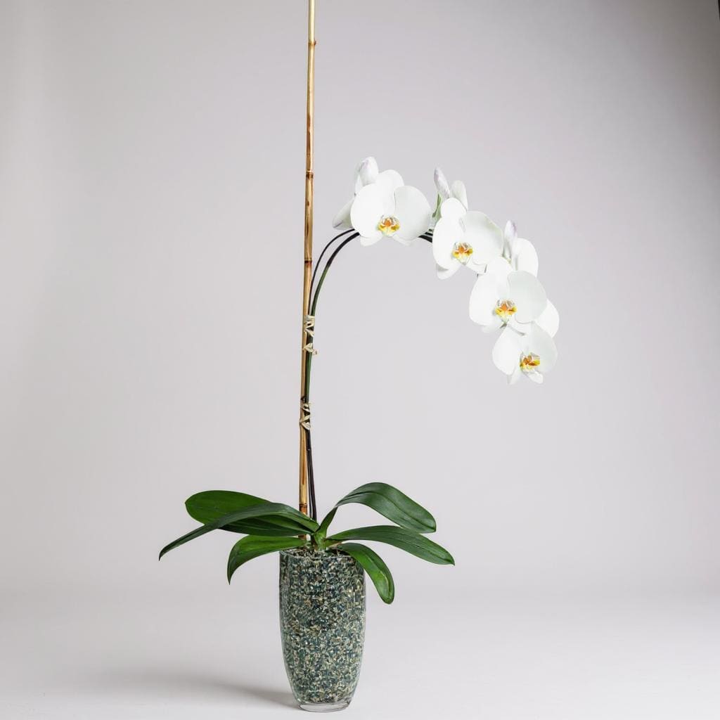 Potted Phalaenopsis - The flowers of the popular and beautiful phalaenopsis orchid plant are thought to resemble moths in flight – and this exotic and graceful living gift, potted for a long blooming time, will decorate any room with elegance. Available in many colors.