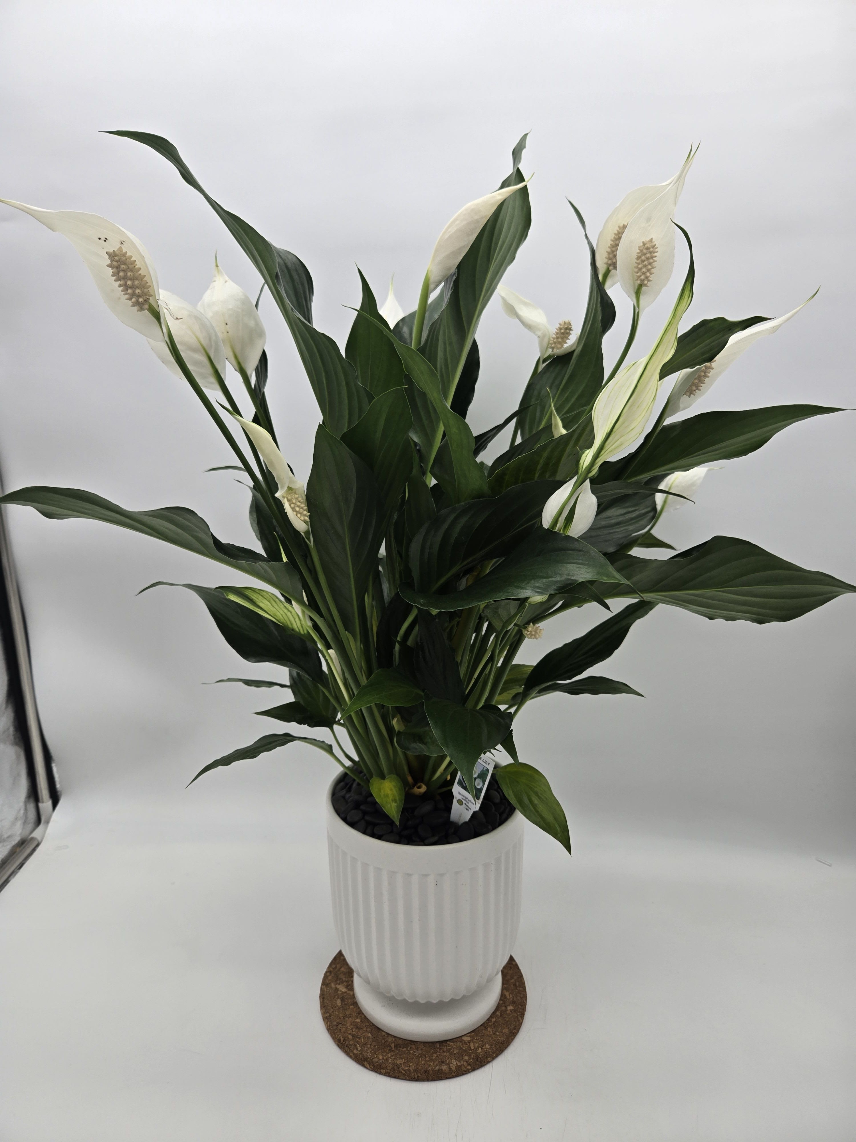 Spathiphyllum/peace lily Comfort Planter Spathiphyllum/peace lily Comfort Planter - Send your condolences with this Spathiphyllum - in a beautiful white ceremic pot