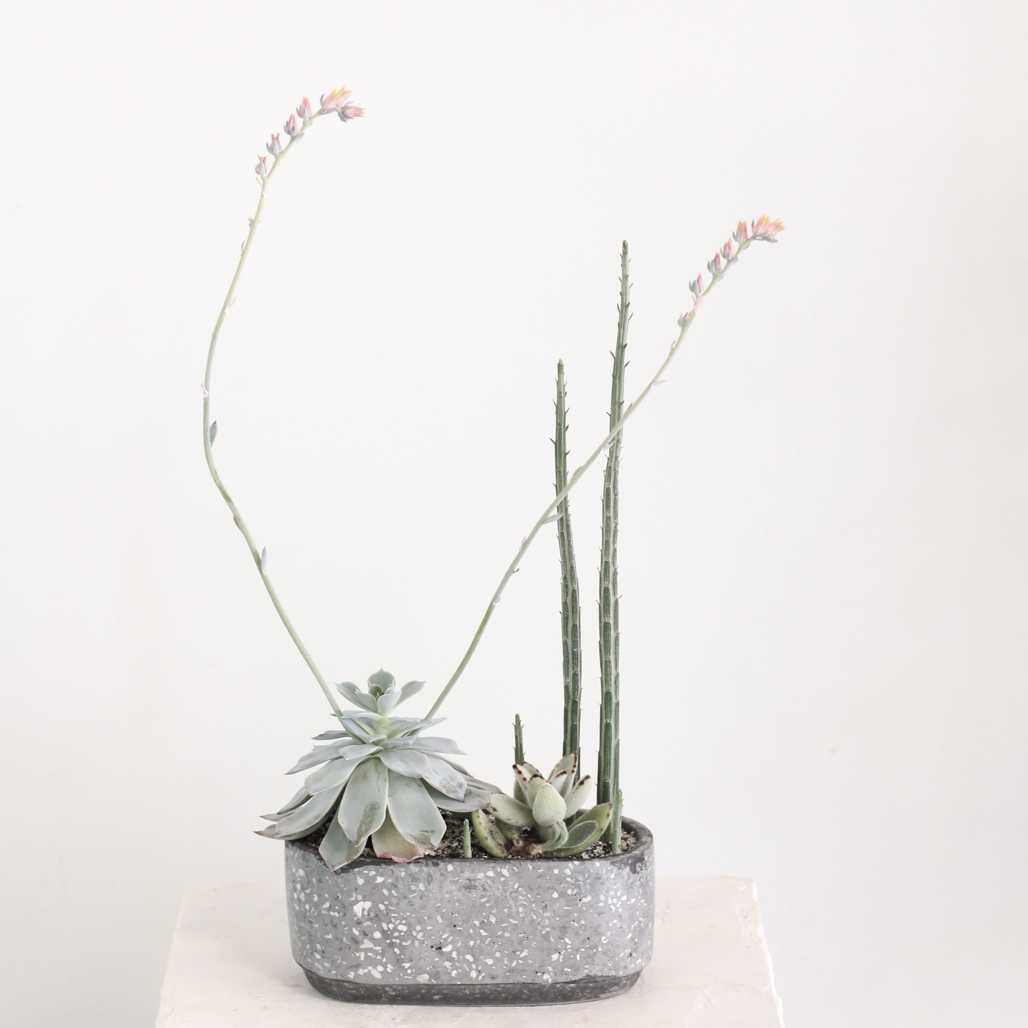 Terrazzo Succulent Planter - Flowering - Brighten up your space with this stylish 7&quot;x3&quot; terrazzo planter, filled with a hand-picked variety of vibrant succulents—including one that's just about to bloom! The sleek, speckled terrazzo design adds a modern touch, while the mix of textures and colors brings natural charm to any desk, shelf, or windowsill.  Low maintenance and easy to love, these succulents thrive in bright light with occasional watering. Plus, that budding bloom is a rare treat, watch it unfold into a beautiful surprise. It’s the perfect gift or self care plant moment. Stylish, simple, and just a little bit magical.