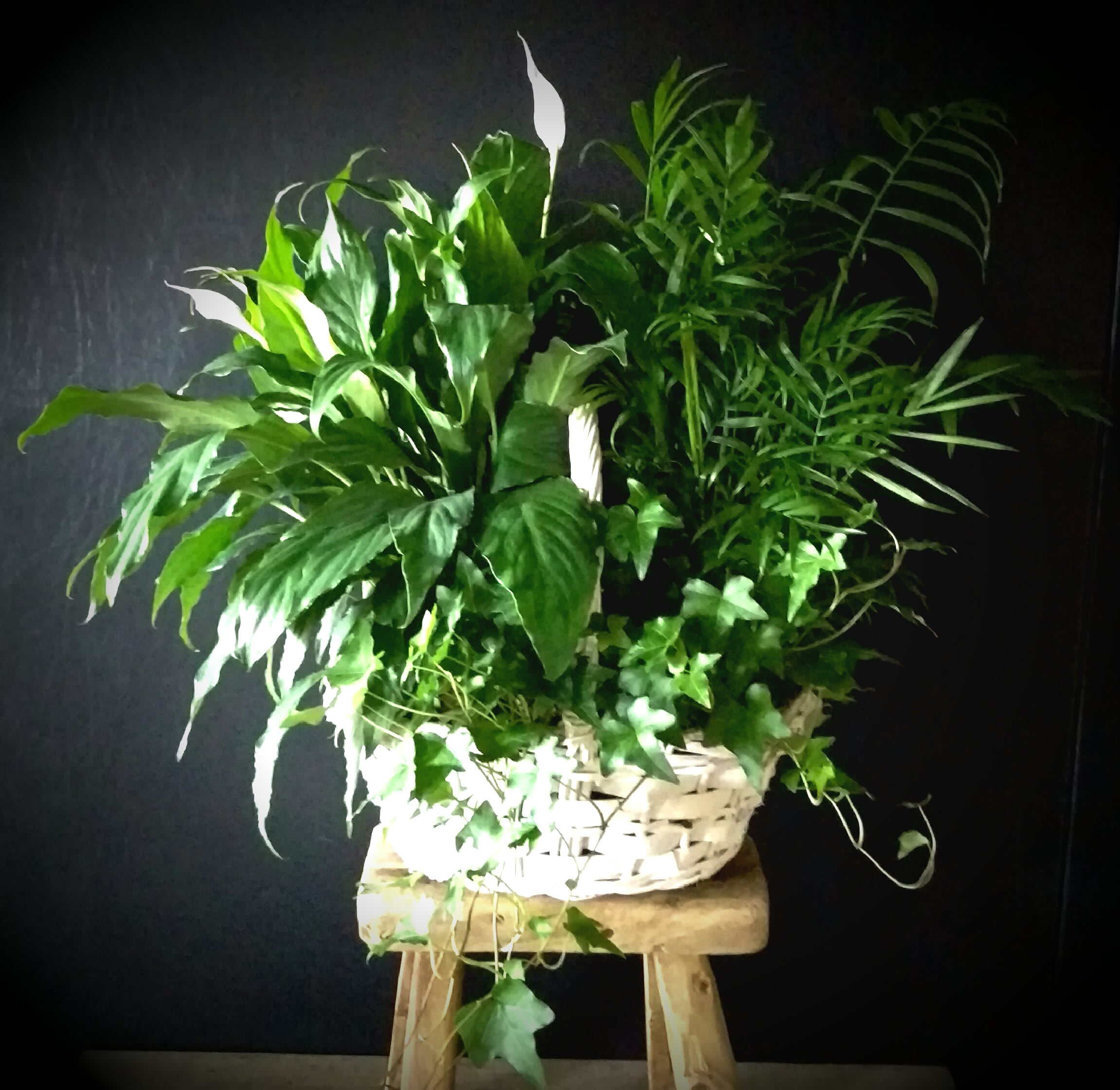 Green Garden Basket (Deluxe version) Plants/containers vary Green Garden Basket (Deluxe version) Plants/containers vary - Lush shades of emerald green from these lovely house plants are sure to brighten your loved one's face. We gather premium plants and place them in a select basket or container. Basket colors and style,varieties of plant material will vary depending upon seasonal availability. (Photo shown is the Deluxe version) Approx size is 24" x 26"