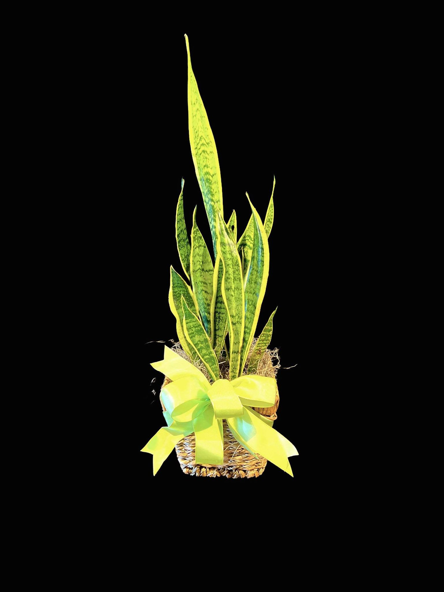 Sansevieria Plant in seagrass basket Sansevieria Plant in seagrass basket - Sansevieria or Snake Plant, easy care. This 6" grow pot is placed in a seagrass container. Let these plants dry out between watering. We water ours about every 10-15 days.