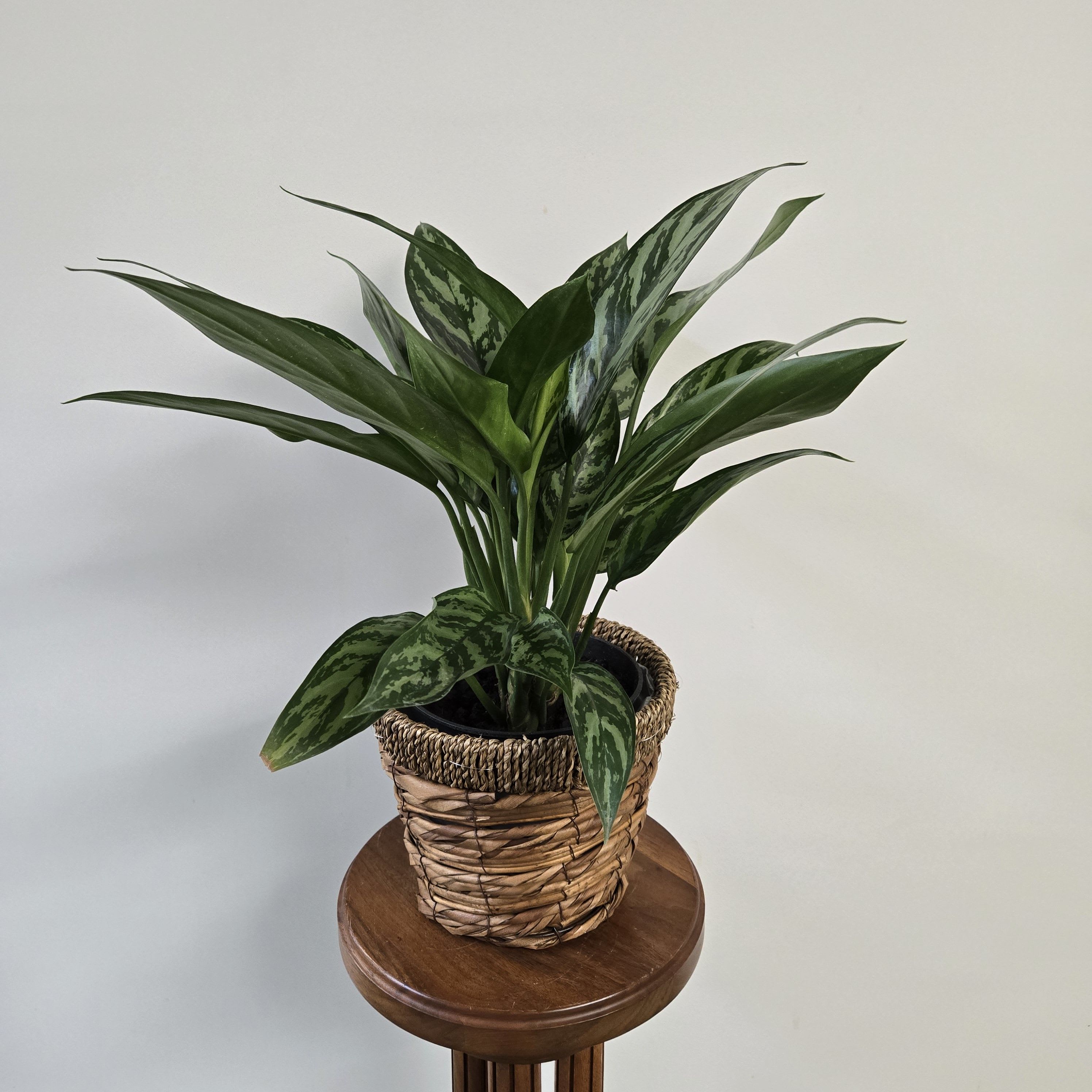 6-inch Aglaonema Tigress - 6-inch easy care green plant in a wicker basket.