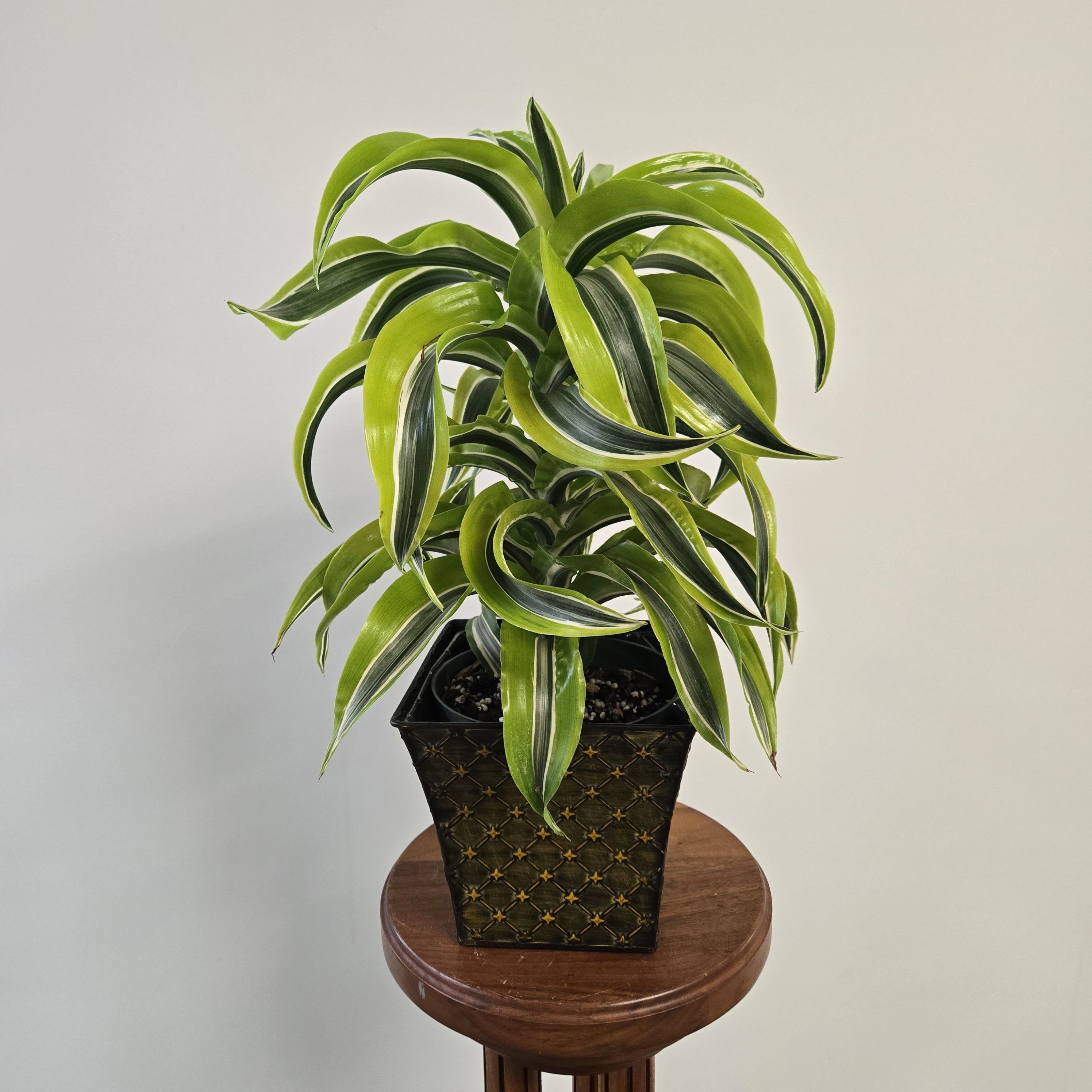 6 inch Lemon Lime Twist - Easy to care plant in a square metal container. 