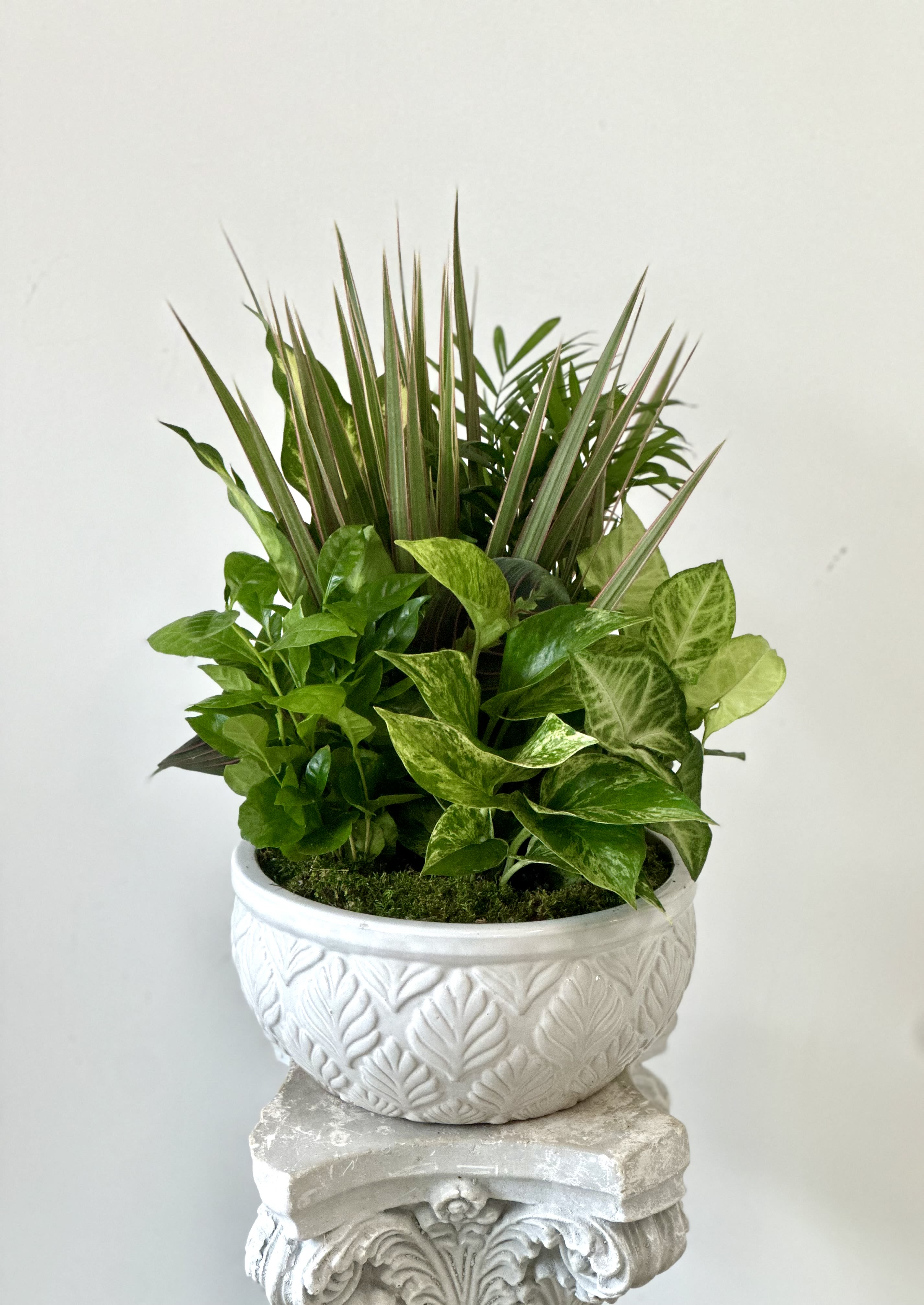 Dish Garden by Westford Florist Art by Veny 10-inches Dish Garden by Westford Florist Art by Veny 10-inches - Elevate the ambiance of your home or workspace with our stunning Dish Garden 10-inches. Crafted by Westford Florist Art by Veny, this impeccably designed arrangement features a beautiful assortment of green plants in a sleek ceramic 10 inches pot. This piece adds a touch of sophistication and tranquility to any room. Bring the outdoors inside and create a peaceful atmosphere with this timeless addition to your decor. Embrace nature's beauty while enhancing the aesthetics of your space with our carefully curated Dish Garden. Please note that while container colors may vary as well as plants, the overall look and appearance are guaranteed to add an element of unique charm to each individual piece. Elevate your surroundings today with Westford Florist's exquisite Dish Garden 10-inches.