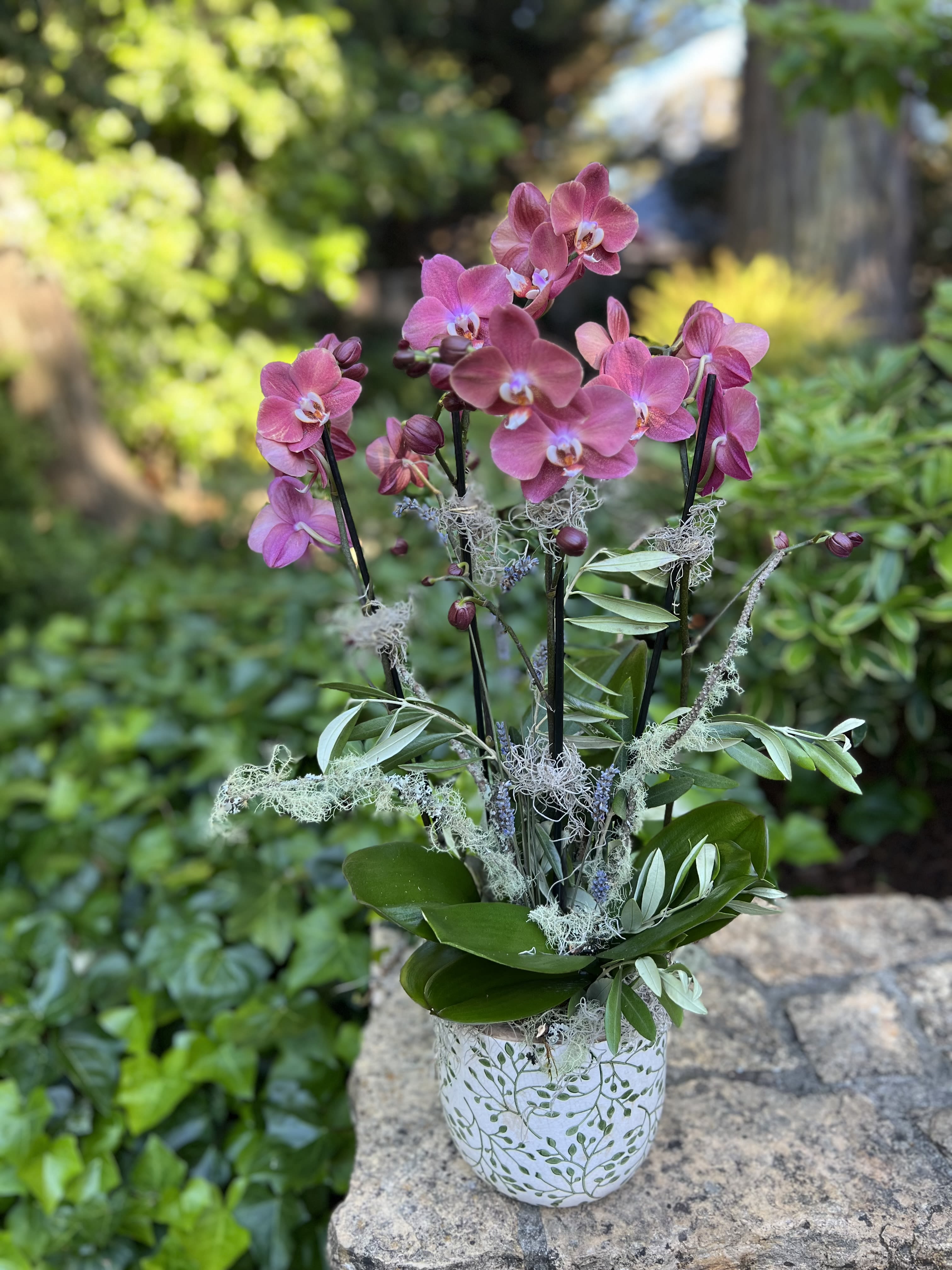 Olives and Wine Olives and Wine - Moody orchids dressed with dry olive greenery, lavender, and twigs in a keepsake container, easy care and long lasting! A perfect hostess gift.