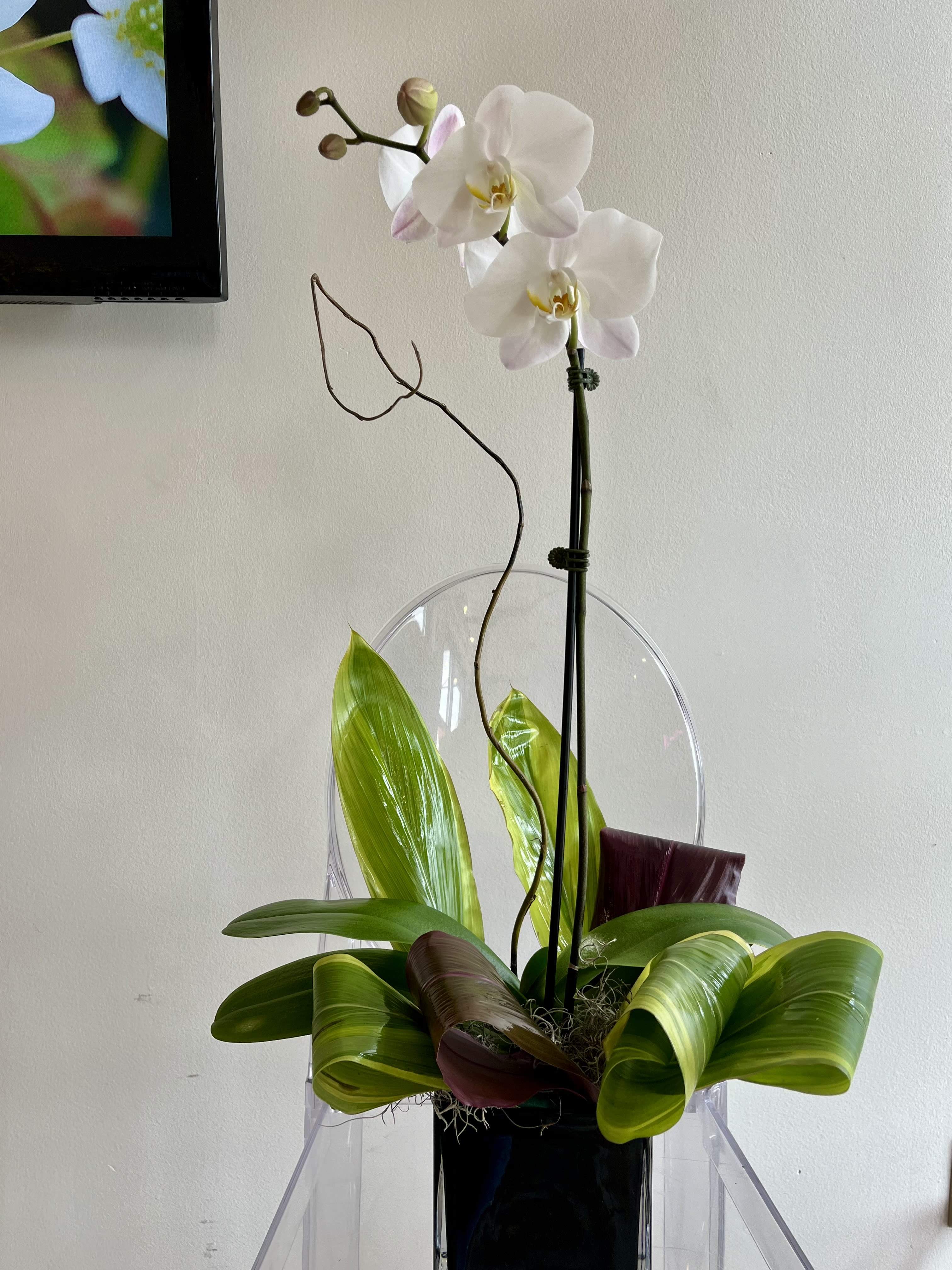 Orchid Plant - Single stem or double stem Orchid. Size shown  Color may vary 