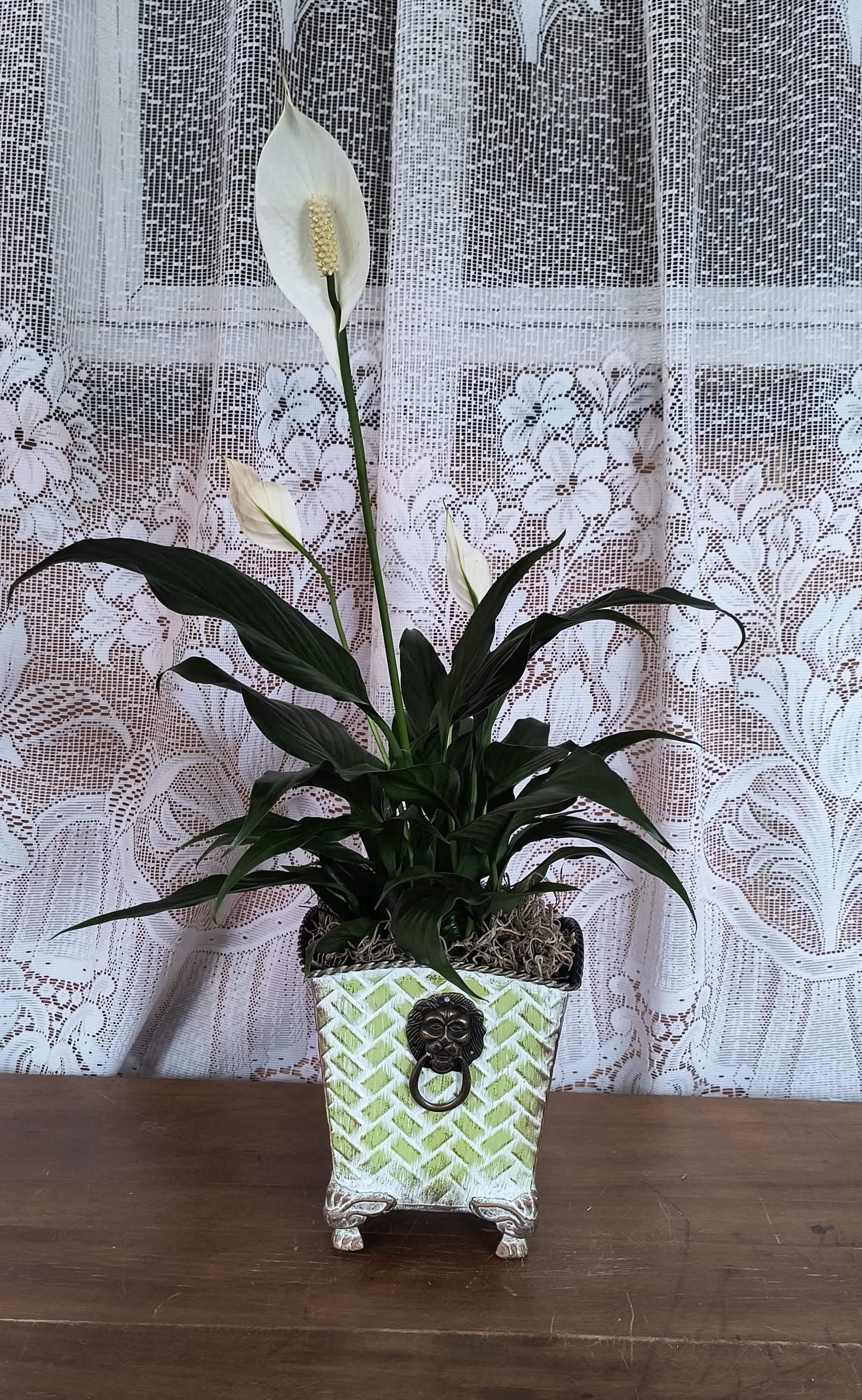 Lions Head Ornate Planter Small Peace Lily - Also known as the peace lily, this dark leafy plant with its delicate white blossoms makes a simply elegant gift. Nestled in this ornate textured metal footed pot cover sits a 4&quot; pot.