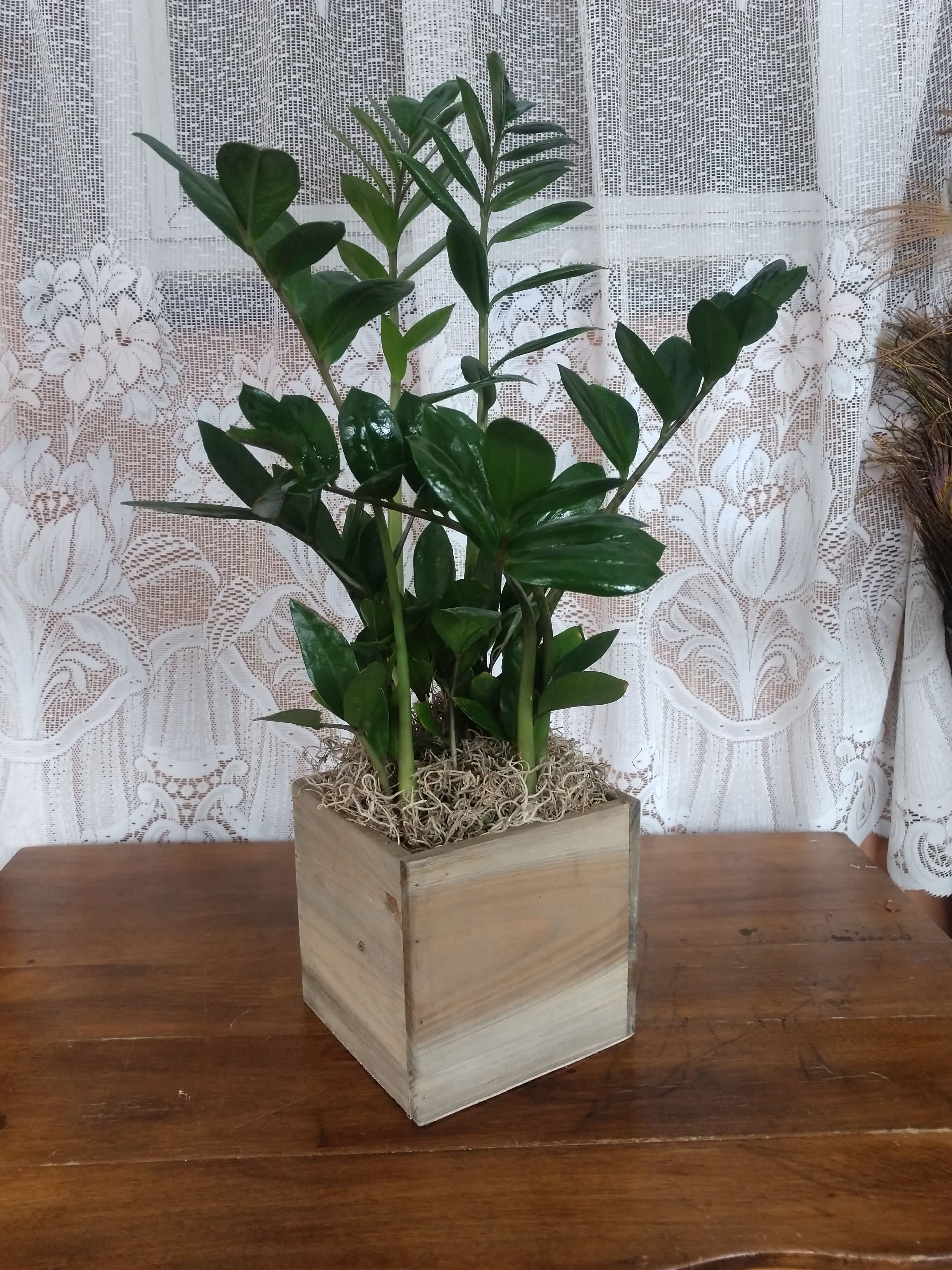 Zamioculcas Zamiafolia - This almost indestructable easy care plant is storming the nation! Grows in many conditions, including low light. Pictured in woodland planter box.