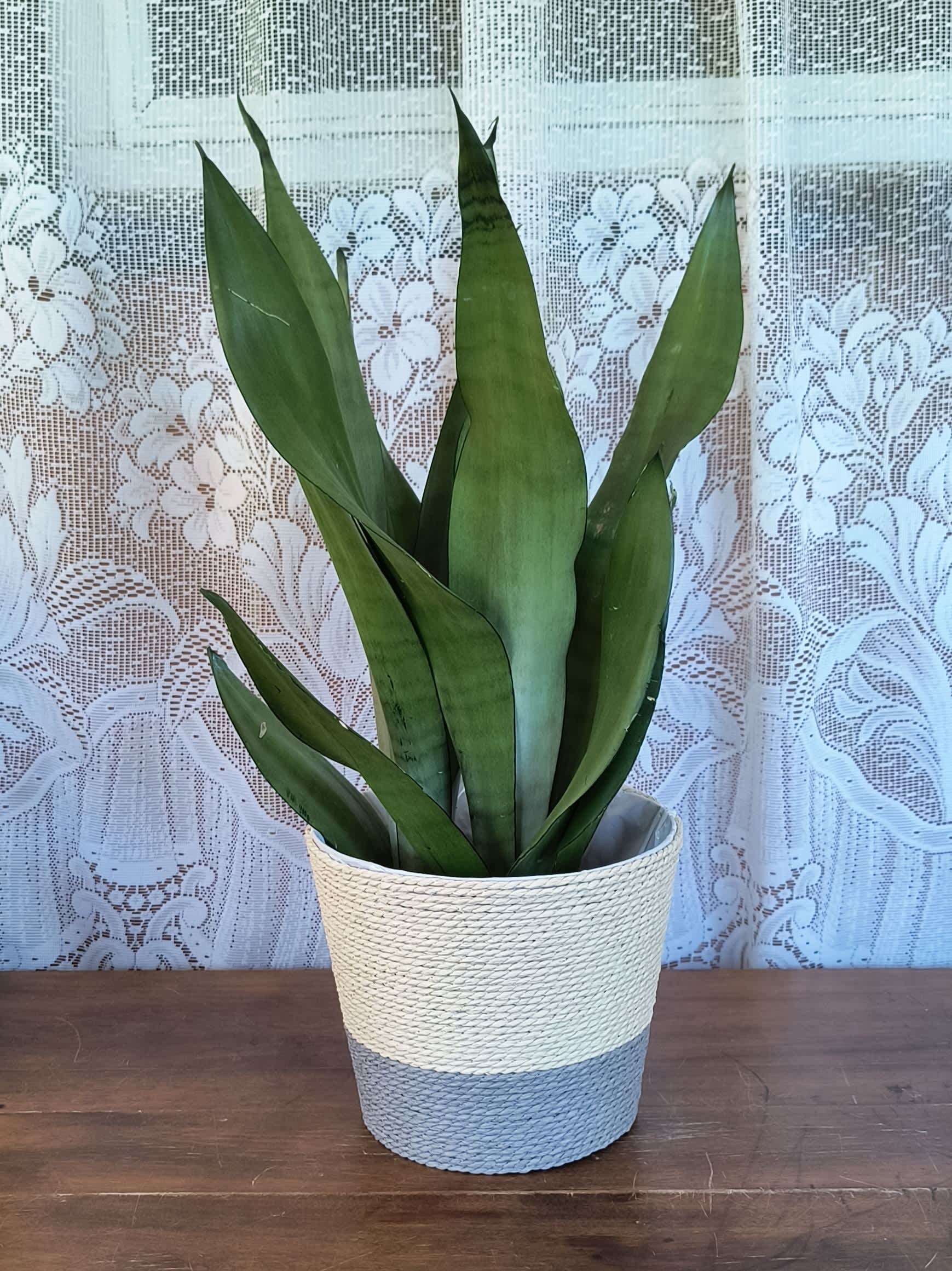 Sanseviaria - Aka Snake Plant or Mother In Laws Tongue. Doesn't ever household need one? This easy care plant will fit in almost anywhere. Species of plant may vary depending upon availability.