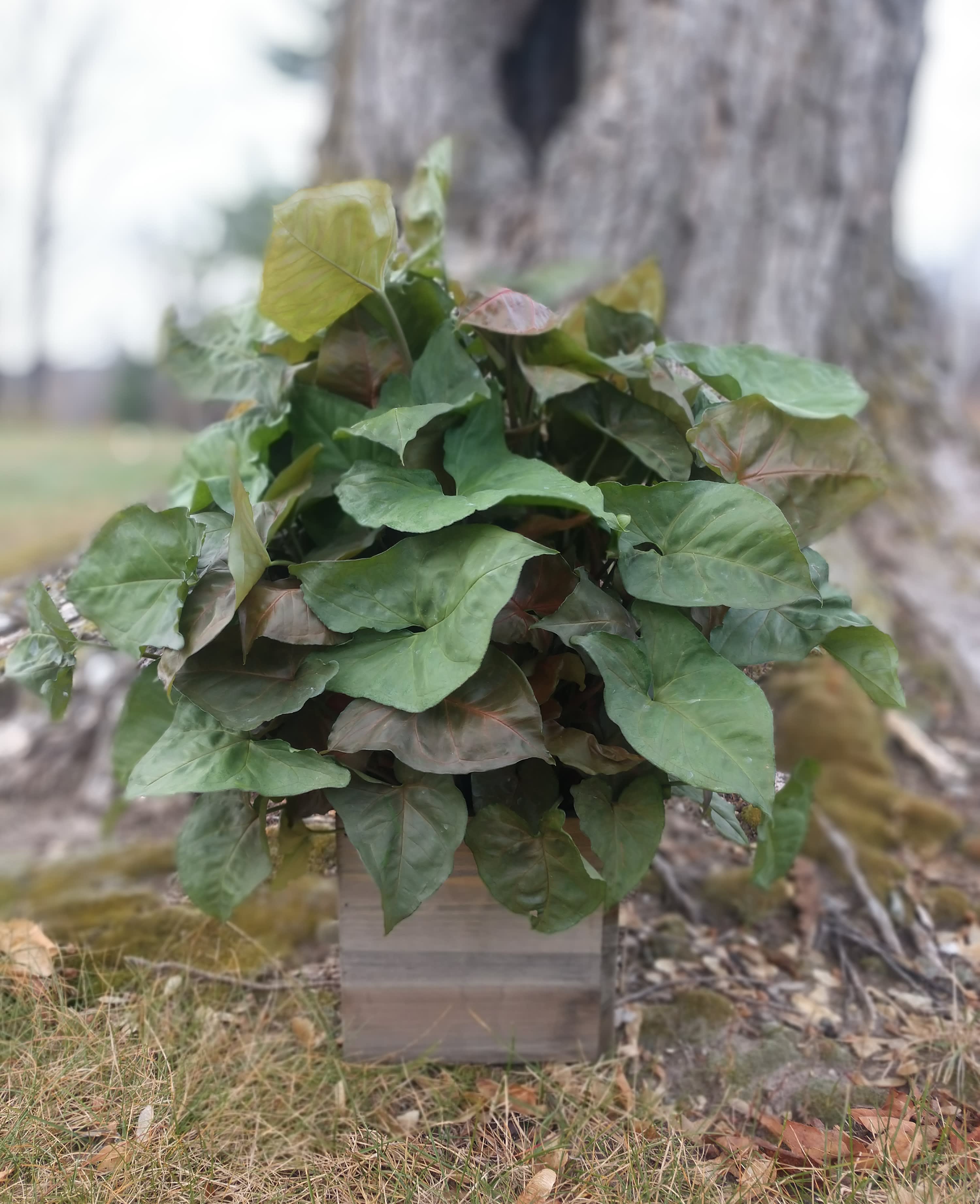 Syngonium - The plant is also known as an Arrowhead for it's spear shaped leaves. This easy care plant will be sure to please any recipient. Displayed in a woodland planter box.