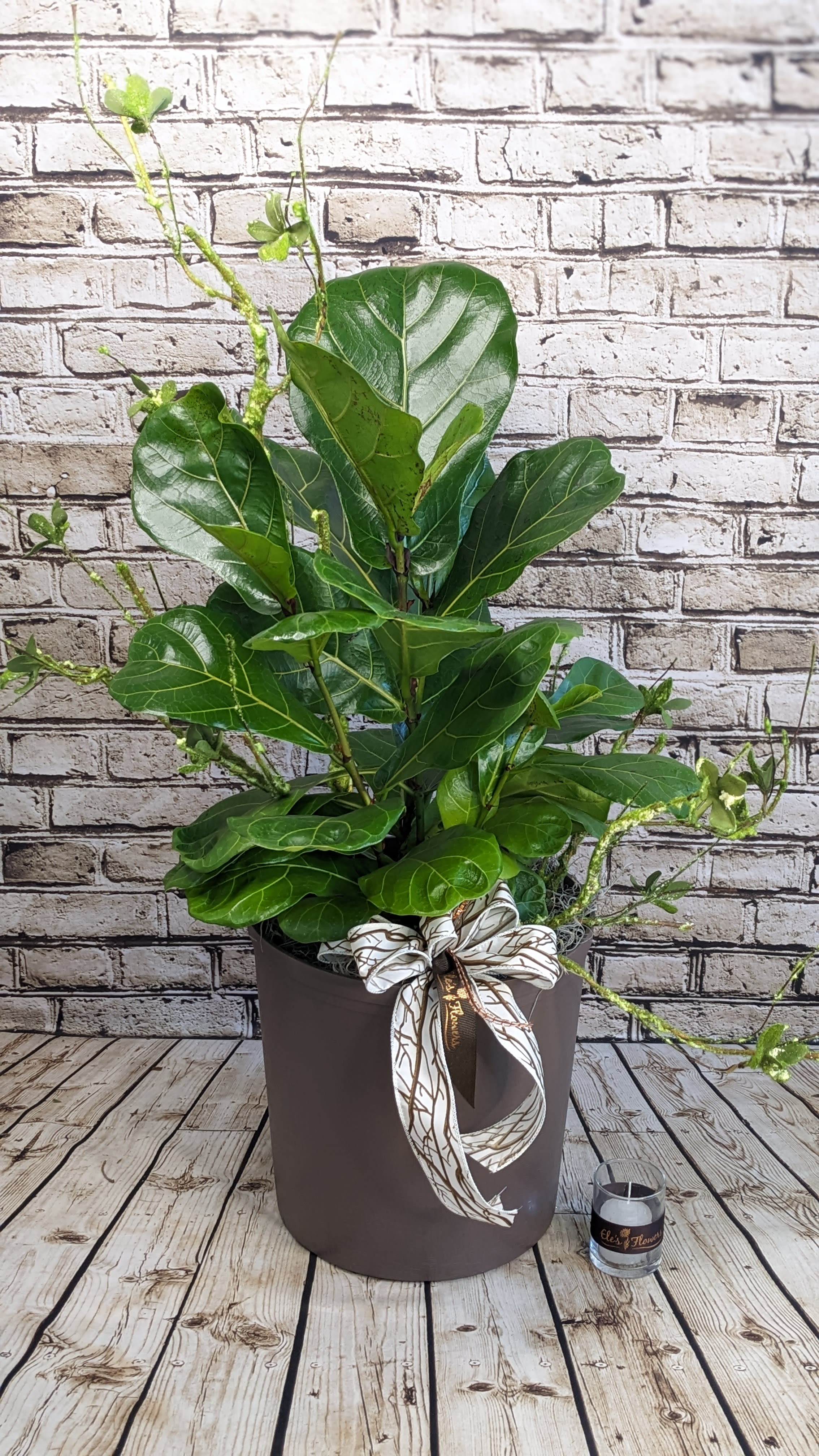 Fiddle Leaf Fig Bush - 8" Potted Fiddle Leaf Fig Bush - 8" Potted - A Fiddle Leaf Fig is a popular indoor plant prized for its large, glossy, violin-shaped leaves that add a bold, architectural statement to any room. With its upright growth and lush foliage, the plant brings a sense of elegance and modern style to interior spaces. Native to tropical regions, the fiddle leaf fig thrives in bright, indirect light and prefers a warm, humid environment. Its striking appearance and ability to grow into a small tree make it a favorite choice for plant enthusiasts looking to create a focal point or enhance the natural ambiance of their home or office. Our Fiddle Leaf Fig is dressed up in a nice container with added permanent botanicals - perfect for any decor at home or the office. Approximate Dimensions: 28"H x 25"W