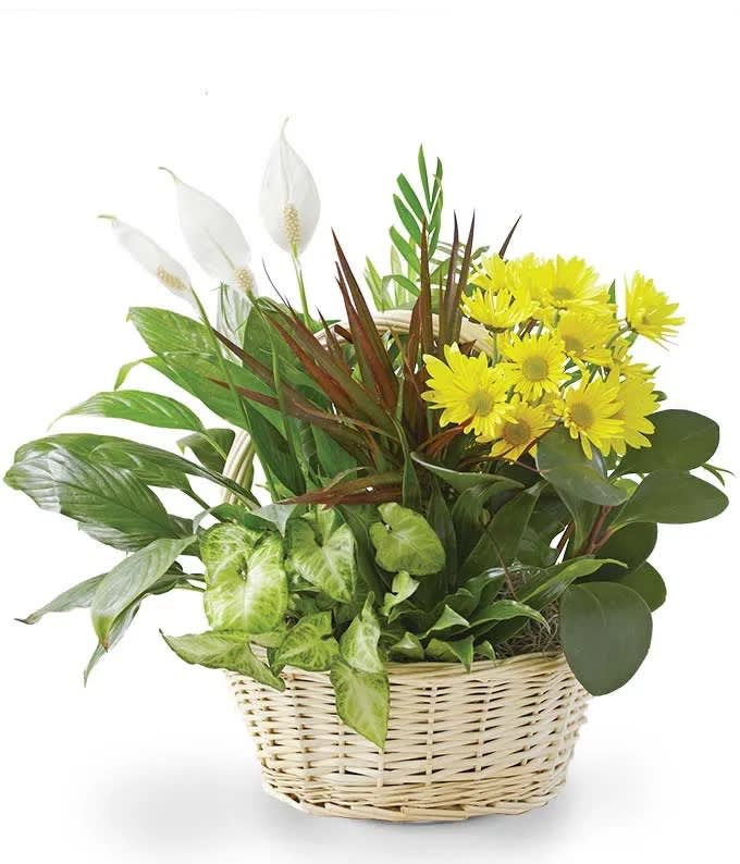 Sympathy Plant with Fresh Cuts Sympathy Plant with Fresh Cuts - Send your warmest regards with an elegant dish garden that combines the fragrance of a fresh bouquet with the lasting beauty of indoor plants. Components may vary. Available in small, medium and large. Medium 14"H x 7"D. Includes: • Dish Garden with Flowers • Keepsake Basket • Florist Arranged • Delivery Today Available