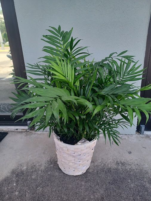 Neanthe Bella Palm Plant Neanthe Bella Palm Plant - Bring a touch of tropical tranquility to your space with our Neanthe Bella Palm Plant, presented in an 8-inch pot. Also known as the Parlor Palm, this lush, easy-care houseplant features graceful, arching fronds that thrive in low to medium light—perfect for homes or offices. It’s pet-friendly, air-purifying, and adds natural elegance to any room. A timeless green companion that’s as hardy as it is beautiful.