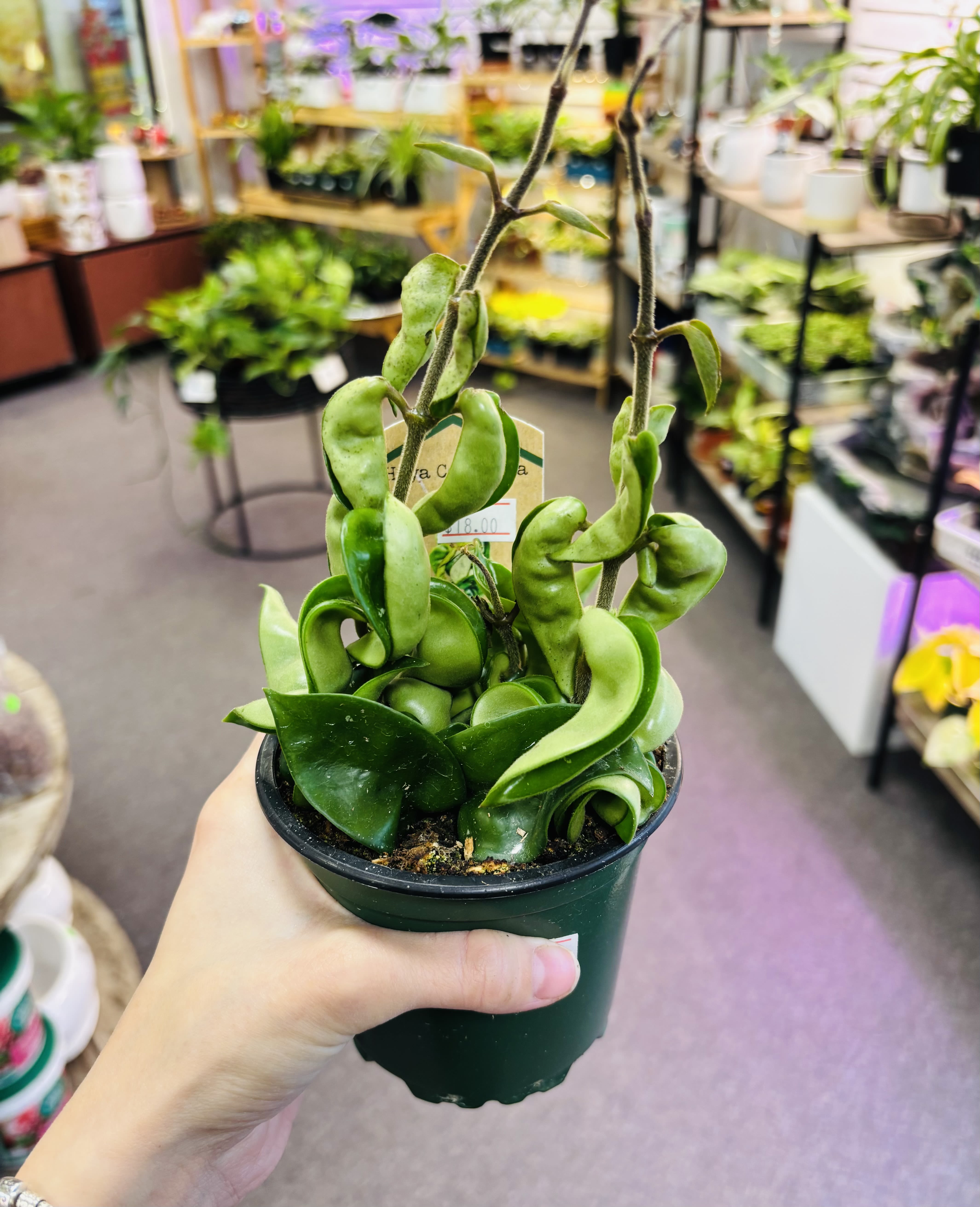 Hoya Hindu Rope Hoya Hindu Rope - Rare Hoya Light : Bright Light Water : When soil completely dried out Per safe : yes