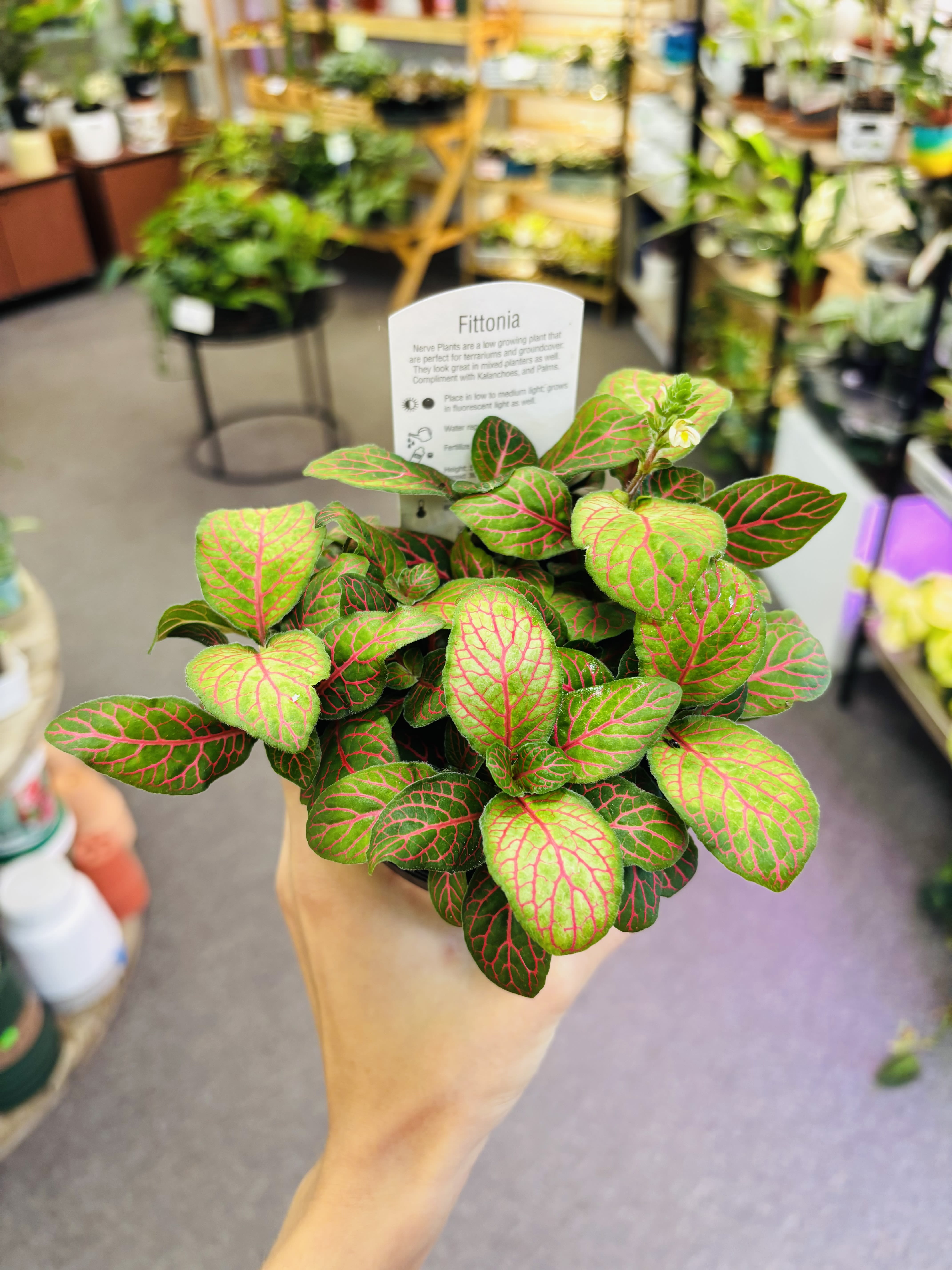 Fittonia Pink/Red - Pet friendly plants