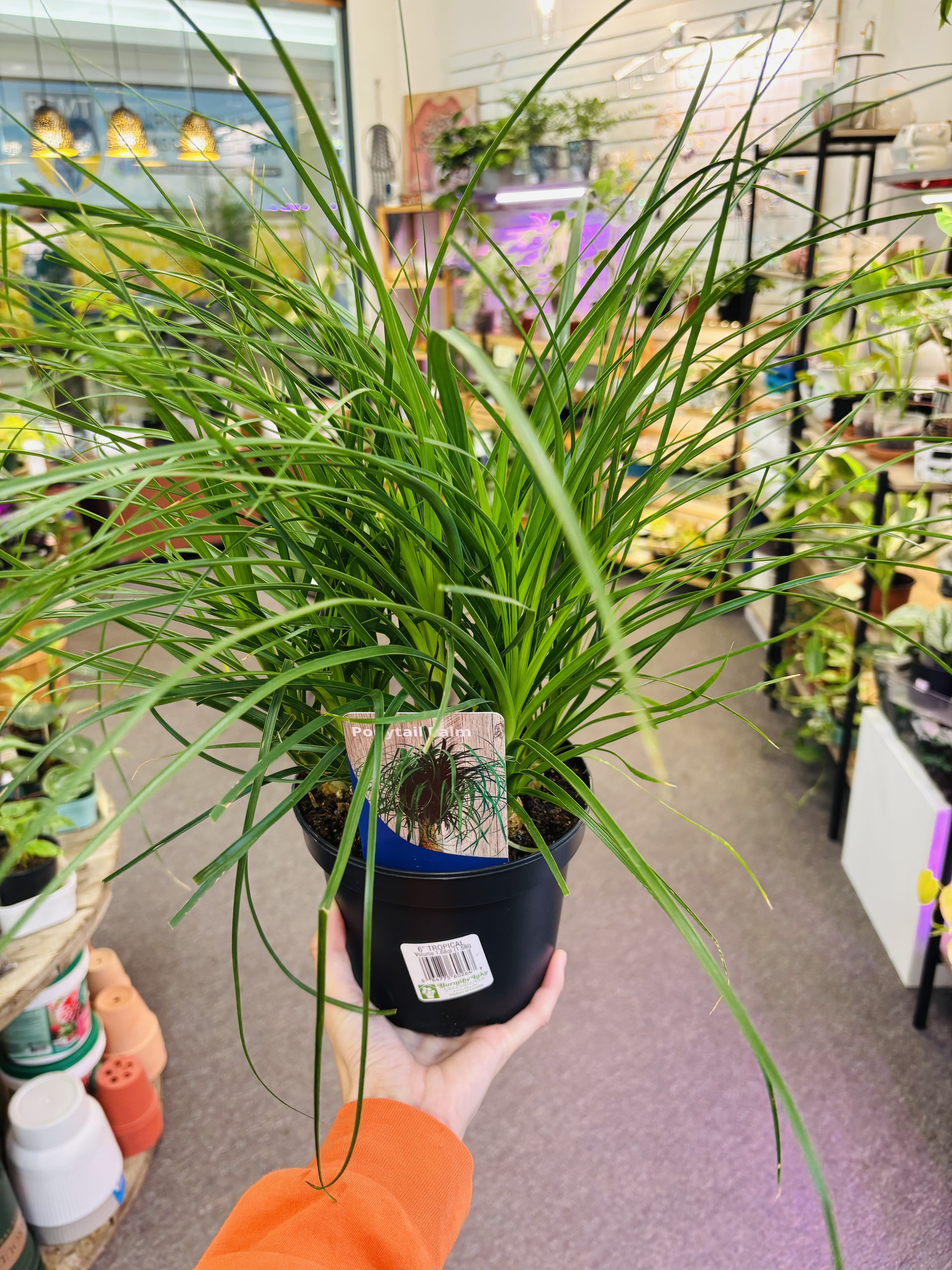 Ponytail Palm Ponytail Palm - Very easy care. Prefer medium indirect light and water when soil dried out. Pet friendly.