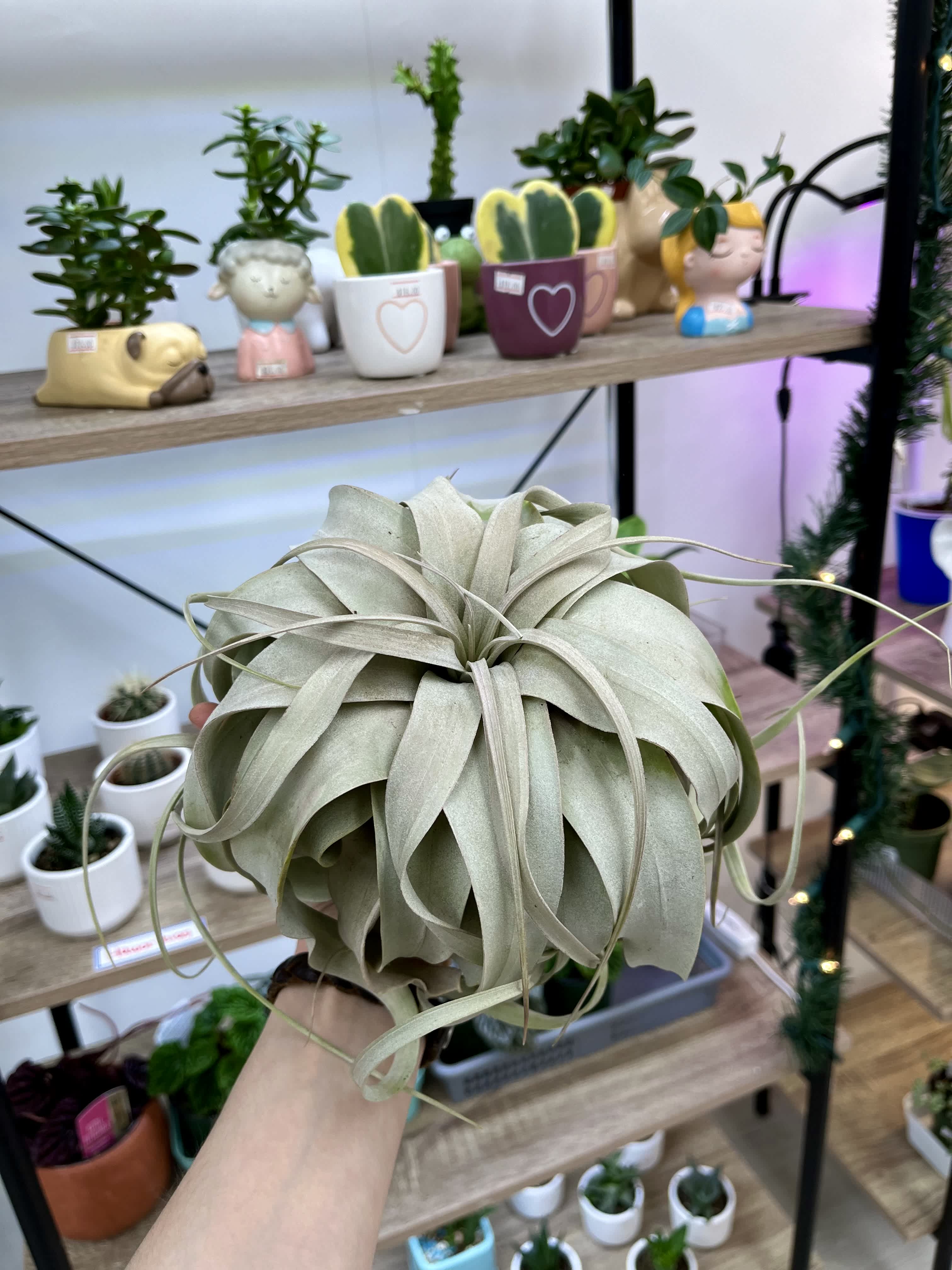 Tillandaia Xerographica Tillandaia Xerographica - Air plants (Tillandsia) are one of biggest trends for modern gardening, and for good reason. These plants are downright gorgeous and ultra low-maintenance. They’re also rebels that don’t follow typical survival rules. While they may not quite be able to live on air alone, these soilless plants are a statement wherever they go.