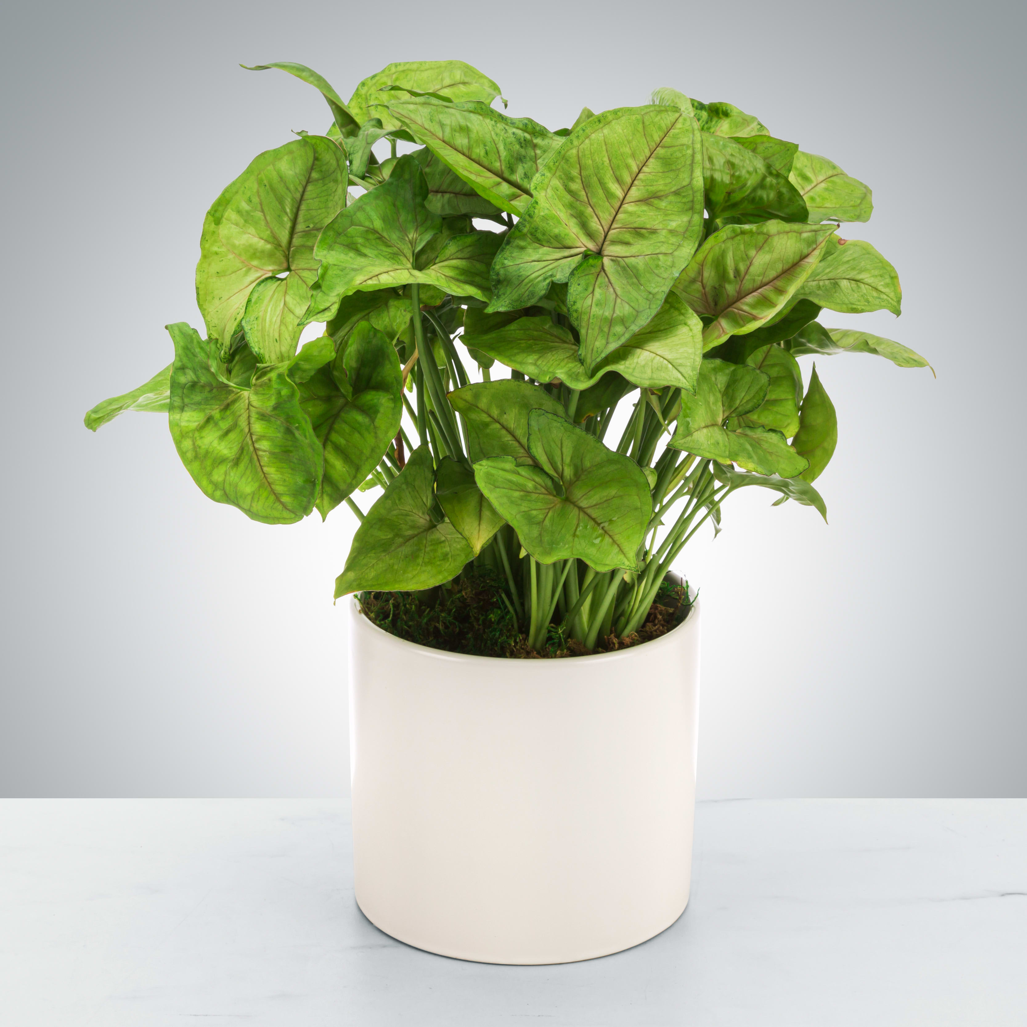 Arrowhead Plant by BloomNation™ Arrowhead Plant by BloomNation™ - Also known as an arrowhead plant, these plants like low light and do not need lots of watering or attention (hooray!). Send them to the plant parent in your life for a low-maintenance addition to their collection.
