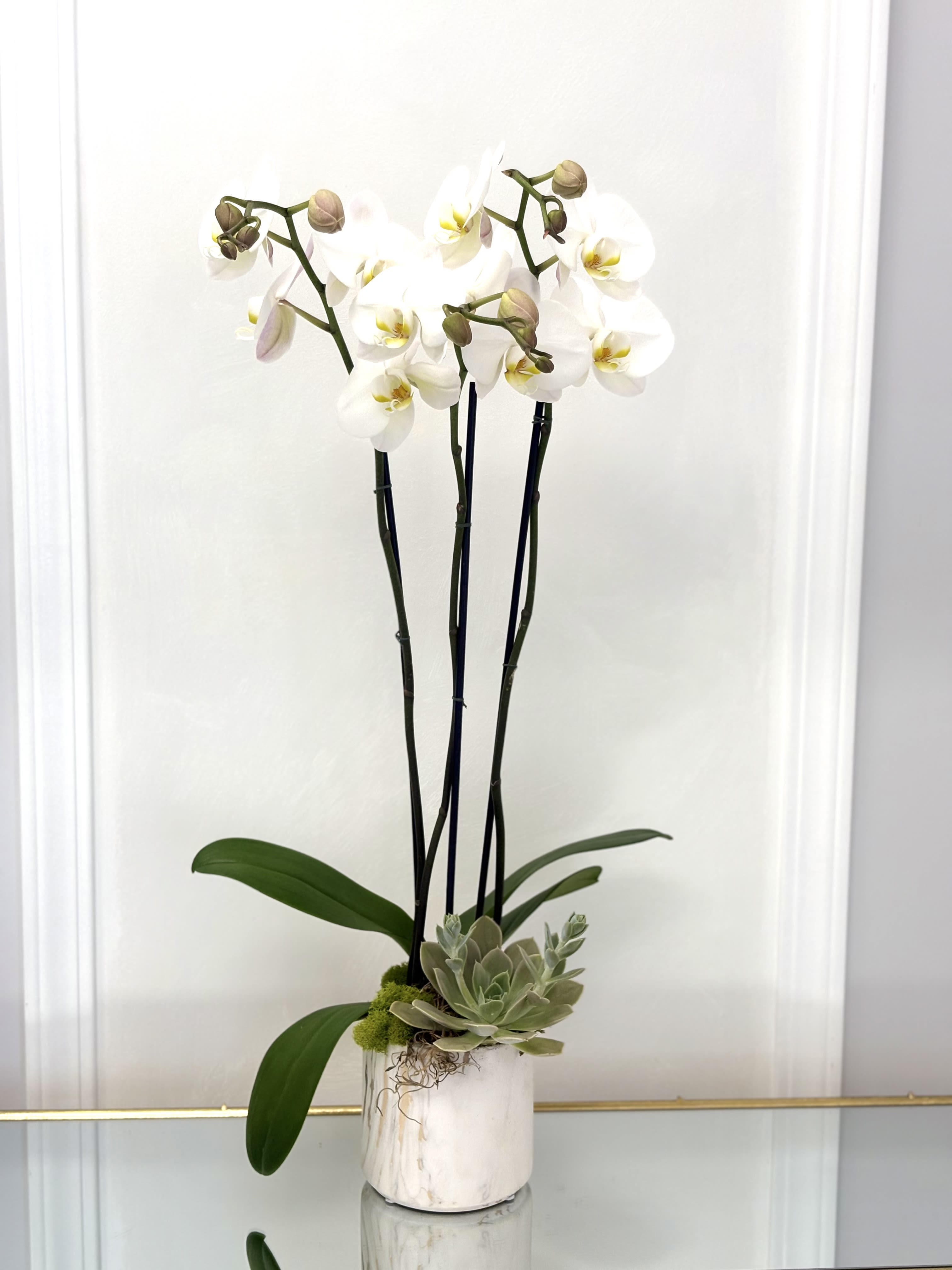 White Orchid-VLM Flowers - VLM Flowers presents a white orchid plant. This simple and elegant design is a natural addition to any table or desk and makes a perfect gift for all occasions.
