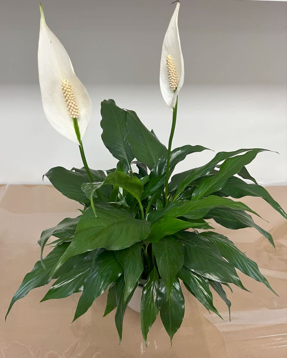 Peace Lilly Plant (small) Peace Lilly Plant (small) - Peace lily plant with 2 or 4 blooms