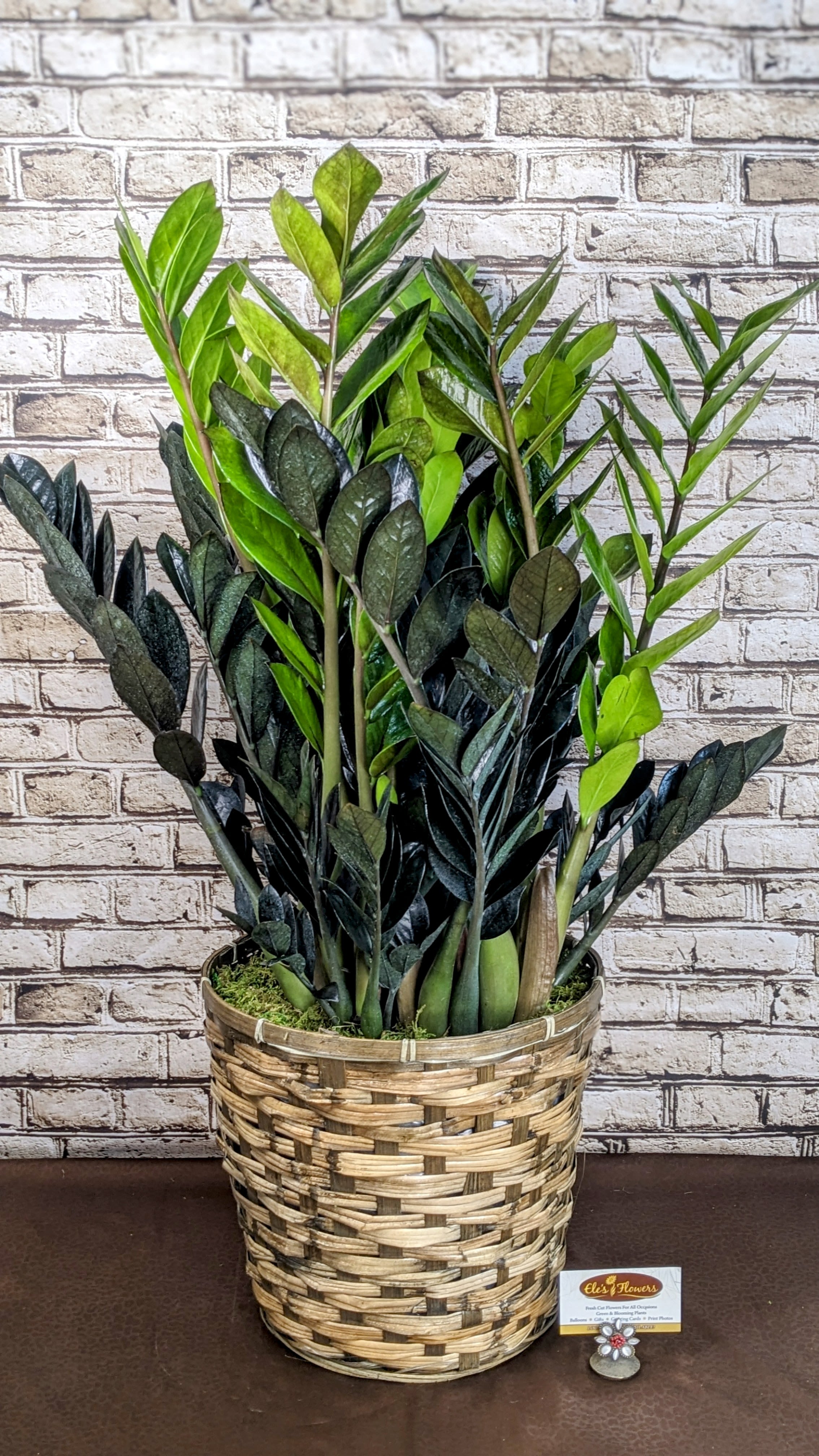 ZZ &quot;Raven&quot; - 10&quot; Planter - Add bold, modern elegance to your space with the Raven ZZ Plant, known for its striking deep purple-black foliage that darkens as it matures. This low-maintenance, drought-tolerant plant thrives in low to bright indirect light, making it perfect for homes or offices. Nestled in a handwoven natural wicker basket, the Raven ZZ brings together contemporary charm and organic texture—an effortless statement piece that requires minimal care and maximum style. Care instructions are provided.  Approximately 34&quot;H x 23&quot;W    Just a note: ZZ Plants are extremely slow, but simple growers which makes them a valuable plant.