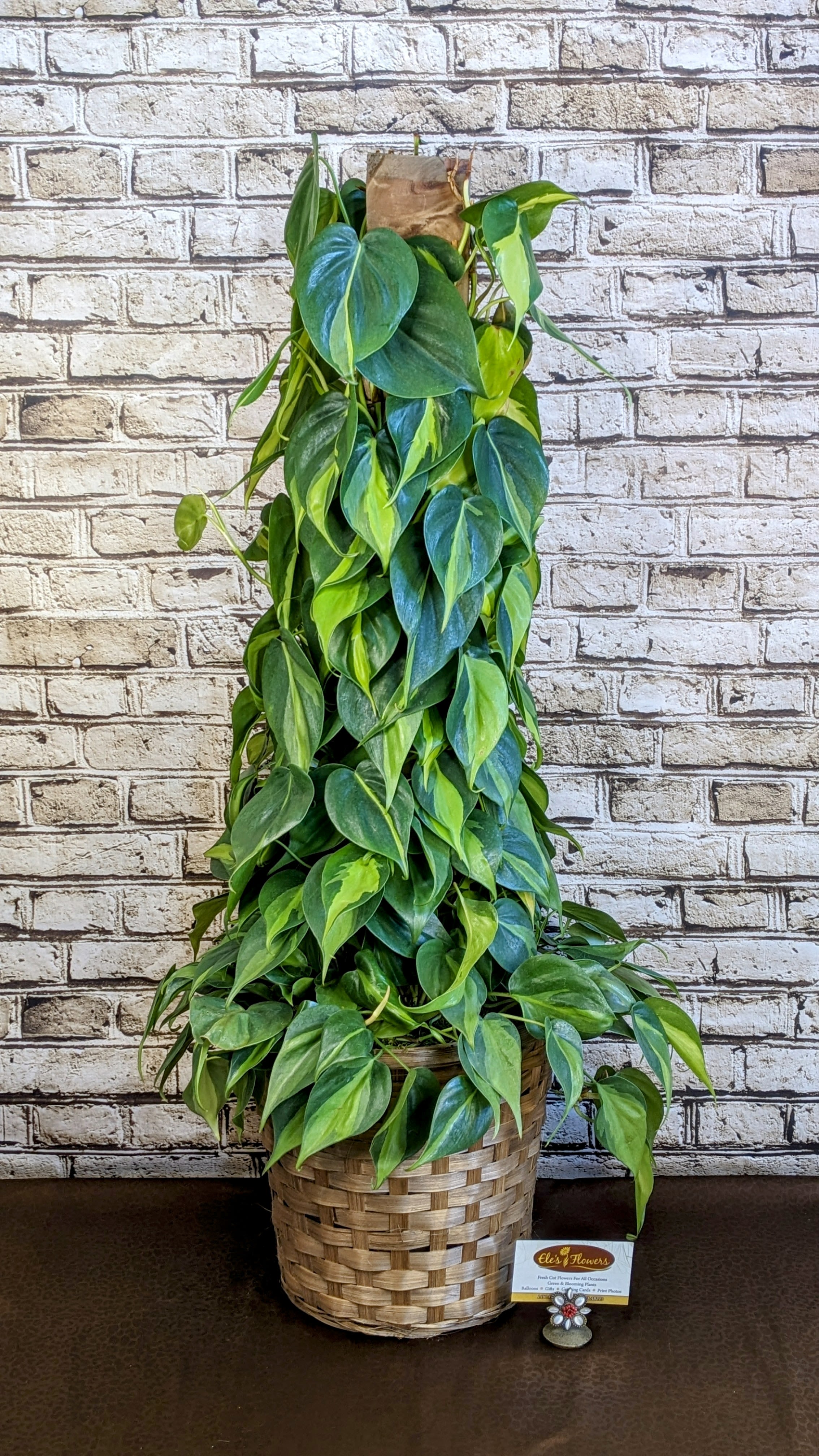 Philodendron Brasil Totem Pole - 8" Planter Philodendron Brasil Totem Pole - 8" Planter - Lush, vibrant, and full of life—this Philodendron Totem Pole planter brings natural beauty to new heights. Nestled inside a handwoven basket, the rich green foliage climbs upward, supported by a natural totem pole that encourages its graceful growth. The textured basket adds an earthy, artisan touch, making this piece a perfect blend of organic elegance and timeless style. Whether placed in a cozy corner or as a statement accent, it brings warmth, texture, and a little jungle spirit into any space. Care instructions are provided. Approximate Dimensions: 35"H x 14"W