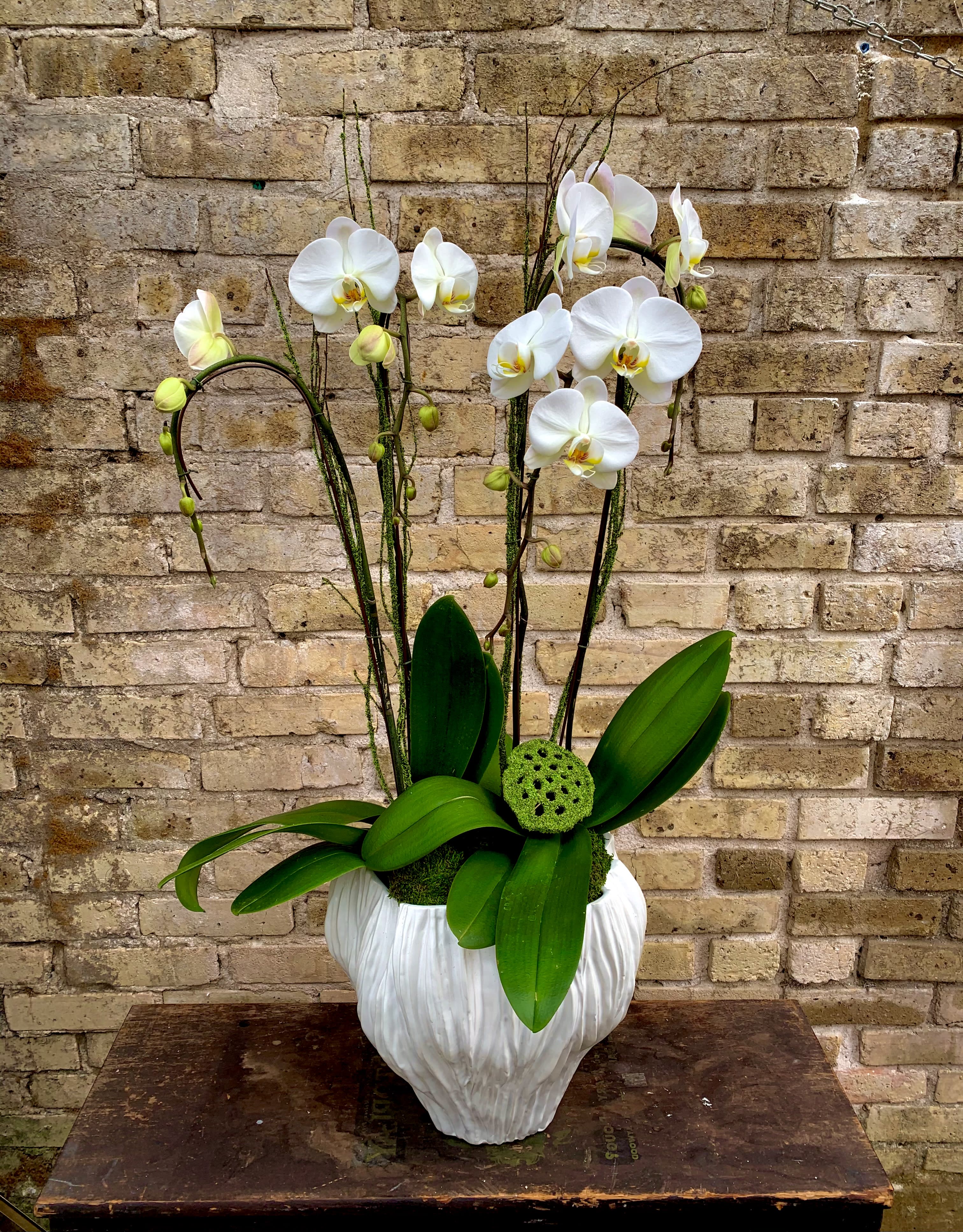 Chicago Chicago - Two Beautiful Double White Orchid Plants Set Up Into Bulb Style Ceramic Container. Accented With Moss, Decorative Branches And A Lotus Pod. A Long Lasting Gift For The Orchid Lover In Your Life. If Requested a Gold Color Container is Also Available.
