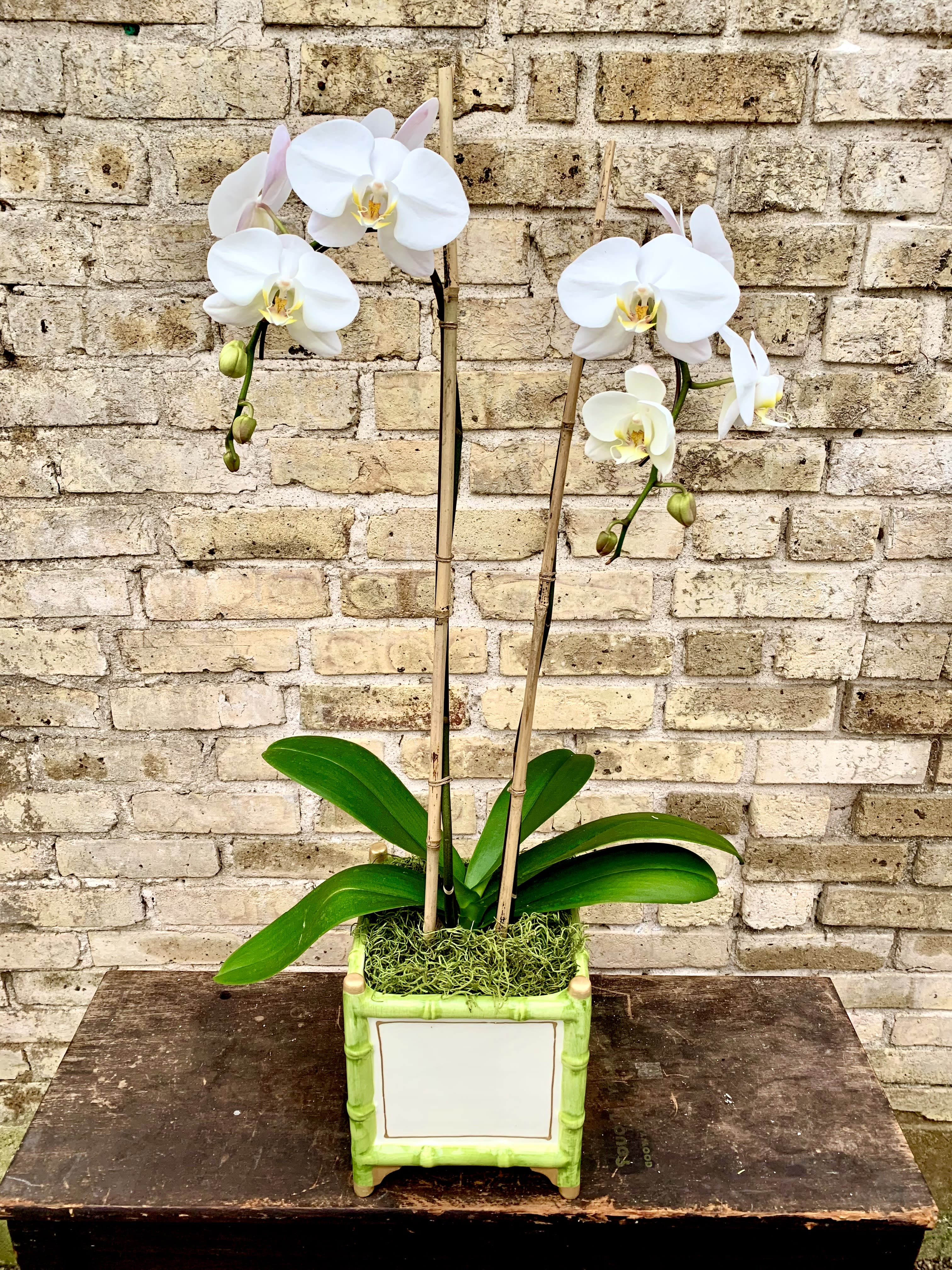 Graceful Blooms - A Lovely White Double Phalaenopsis Orchid Plant  Set Into a White Bamboo Cachepot With Green Trim. Beautiful and Long Lasting.
