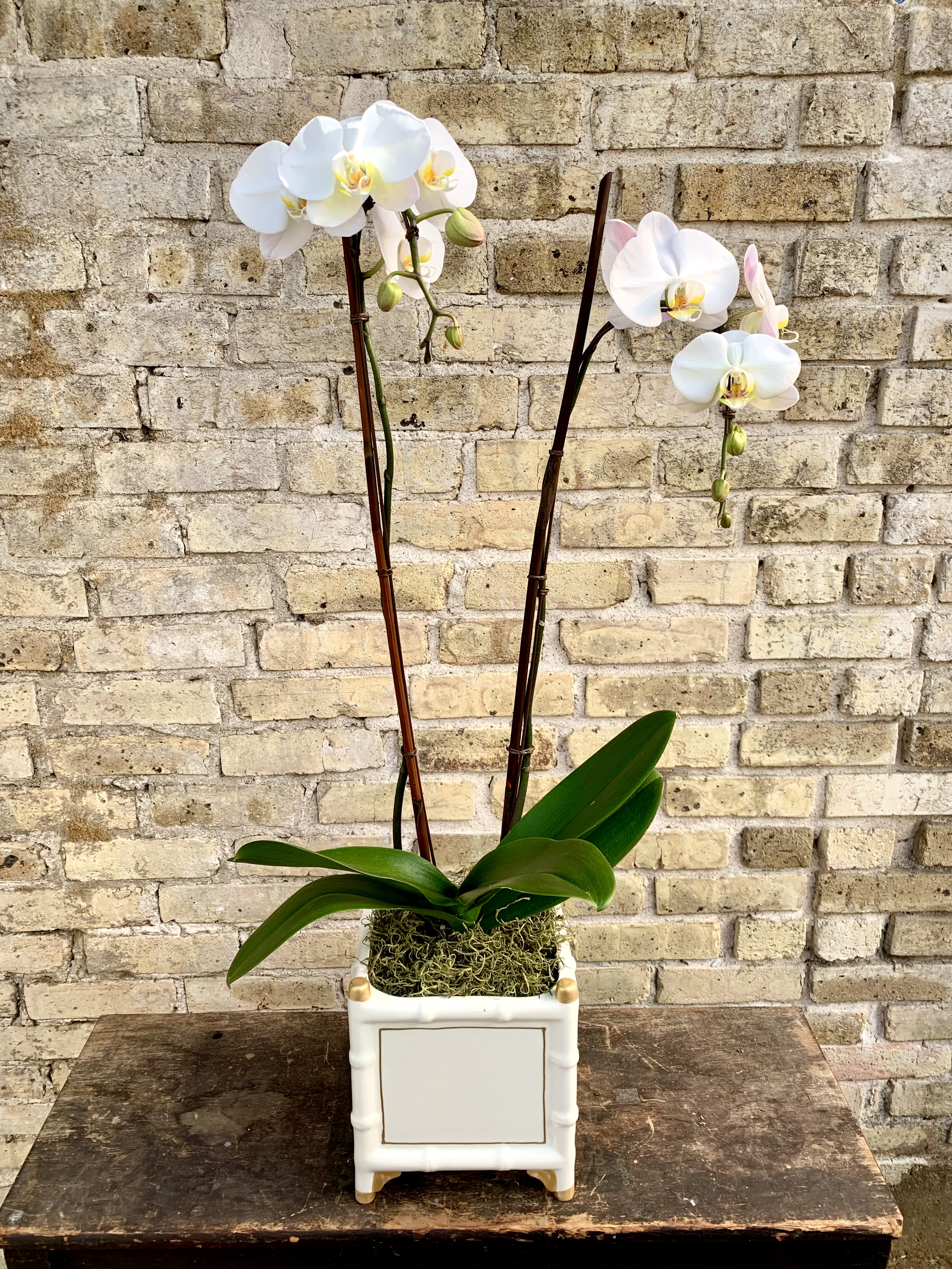 Flora Bella II Flora Bella II - A Lovely White Double Phalaenopsis Orchid Plant Set Into a White Bamboo Cachepot With Gold Trim. Accented With Brown Bamboo and Spanish Moss. Beautiful and Long Lasting.
