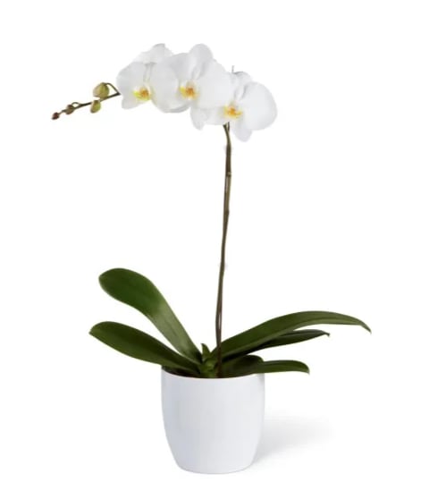 [TT-ORCDW]:  PHALAENOPSIS ORCHID PLANT IN CERAMIC CONTAINER  - PHALAENOPSIS ORCHID PLANT IN CERAMIC CONTAINER BY TWIN TOWERS FLORIST  With its understated elegance, this gorgeous white orchid plant is a long-lasting choice. Perfect for anniversaries or special occasions.  One white phalaenopsis orchid plant delivered in a decorative ceramic planer.  Approximately 16&quot; W x 26&quot; H