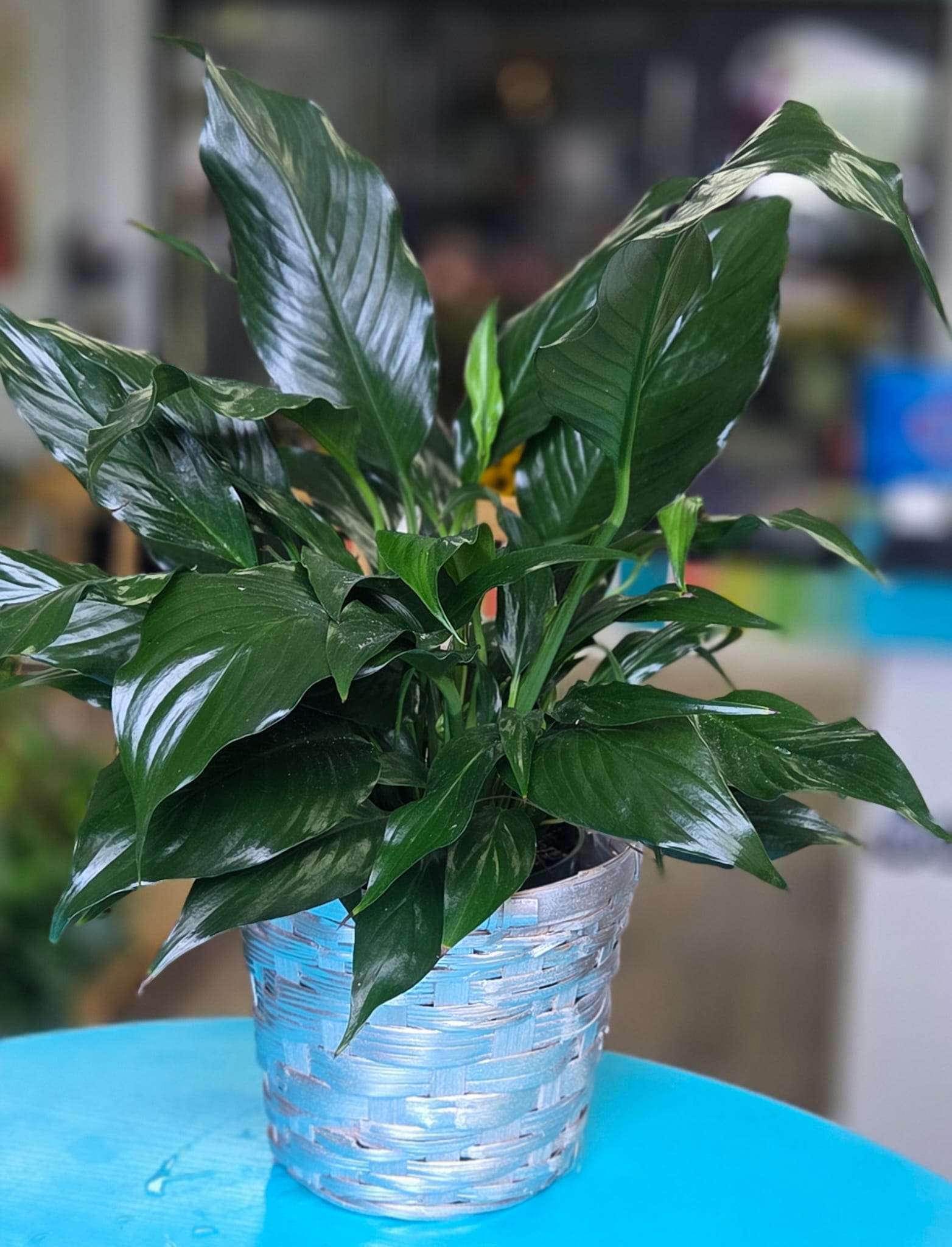 Modern Spathiphyllum Plant by BloomNation™ - A tall reaching spathiphyllum plant, also known as a peace lily, set in a modern planter. Peace Lily's are easy to grow and are known for their air toxin removing properties. Send the gift of greenery! 