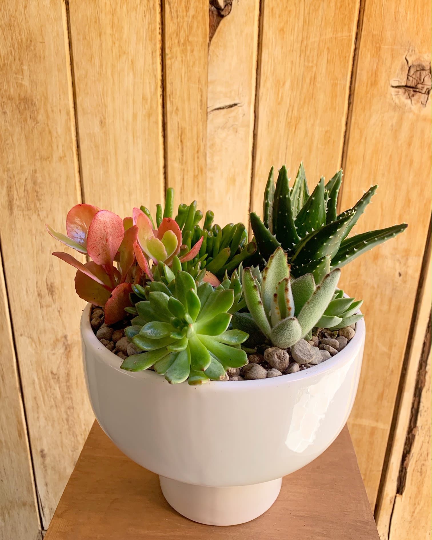 Assorted Succulent Bowl  - Beautiful assorted succulents in a white ceramic compote container Smaller sizes available.  Container will vary depending on availability. Will still keep same look and style 