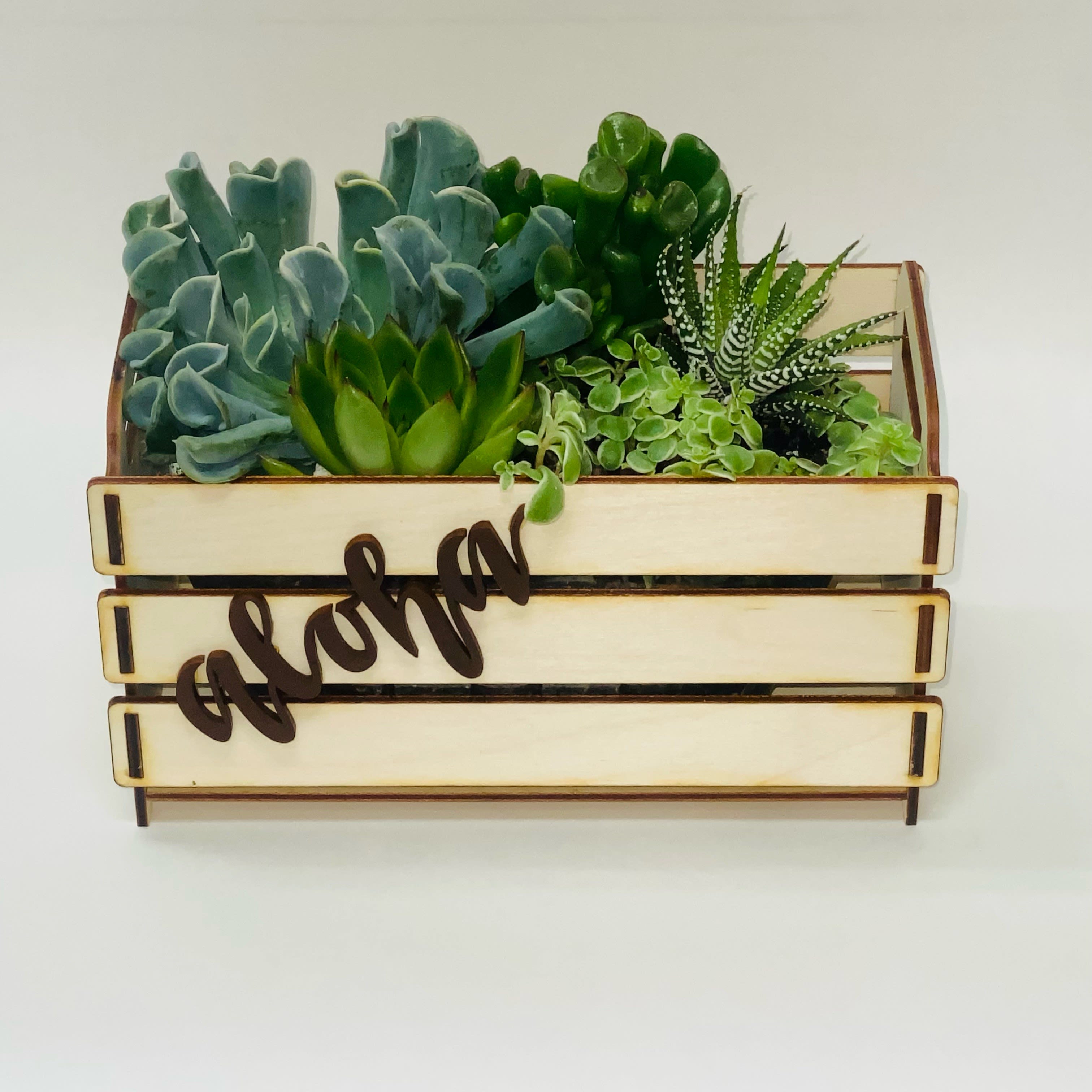 Local item: Succulent Box (Large) Local item: Succulent Box (Large) - Discover the charm of our adorable succulent box, a slightly larger version perfect for desks or end tables. Sourced from the North Shore of Oahu, this delightful box of succulents is ideal for enhancing your home decor or gifting to someone special. Key Features: North Shore of Oahu: Sourced from the famous North Shore of Oahu, known for its pristine beauty and diverse plant life. Adorable Succulents: Includes a variety of charming succulents, adding a touch of greenery and natural beauty to any space. Perfect Size: Slightly larger than our smaller box, ideal for setting on desks, end tables, or any compact surface. Versatile Use: Great for both personal use in homes or as a thoughtful gift for any occasion. Note: Each box is unique, showcasing the natural variation and beauty of succulents from Hawaii's North Shore. Bring a piece of Hawaii's North Shore into your space with our Adorable Succulent Box, a delightful addition that combines island charm with practical beauty, perfect for brightening any corner of your home or office.