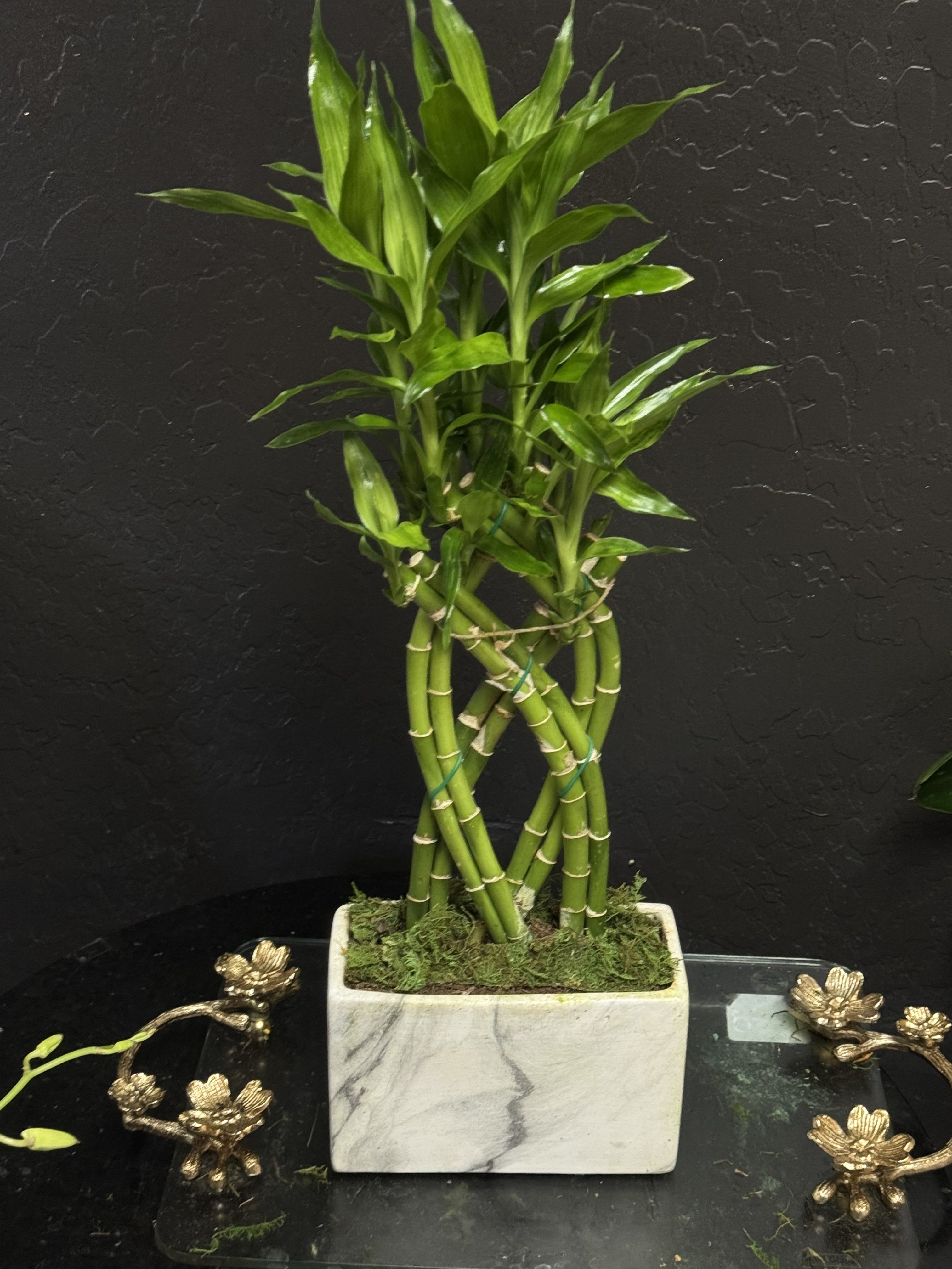 Lucky Bamboo Plant Lucky Bamboo Plant - Lucky Bamboo Plant