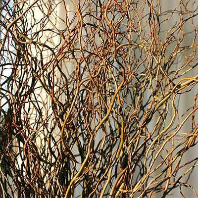 Curly Willow Bunch Curly Willow Bunch - Growers bunch (volume based). Please read the following instructions before placing your order. Bulk flower orders placed through our online site must be placed two days in advance from the desire pick up date, that will give us enough time to get it ready for you in case we do not have the item available in store. To check availability of the item you could contact our location in Tustin for more information. If you place the order with no anticipation time your order must be canceled. 155 W. First St. Tustin, CA. 92780 (714) 368-9845 Monday 8 a.m. - 4 p.m. Tues - Fri 8 a.m. - 6 p.m. Saturday 8 a.m. - 4 p.m. Sunday 10 a.m. - 2 p.m.