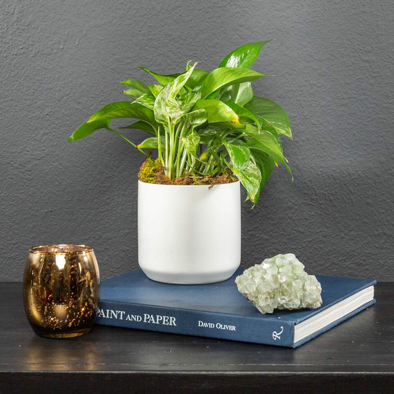 Pothos plant - AKA Epipremnum Aureum - A large Pothos Plant that updates any living space. Pothos Plant's are known to remove toxins from the air and don't need to be watered frequently. Great for easy care or to welcome someone into a new home.