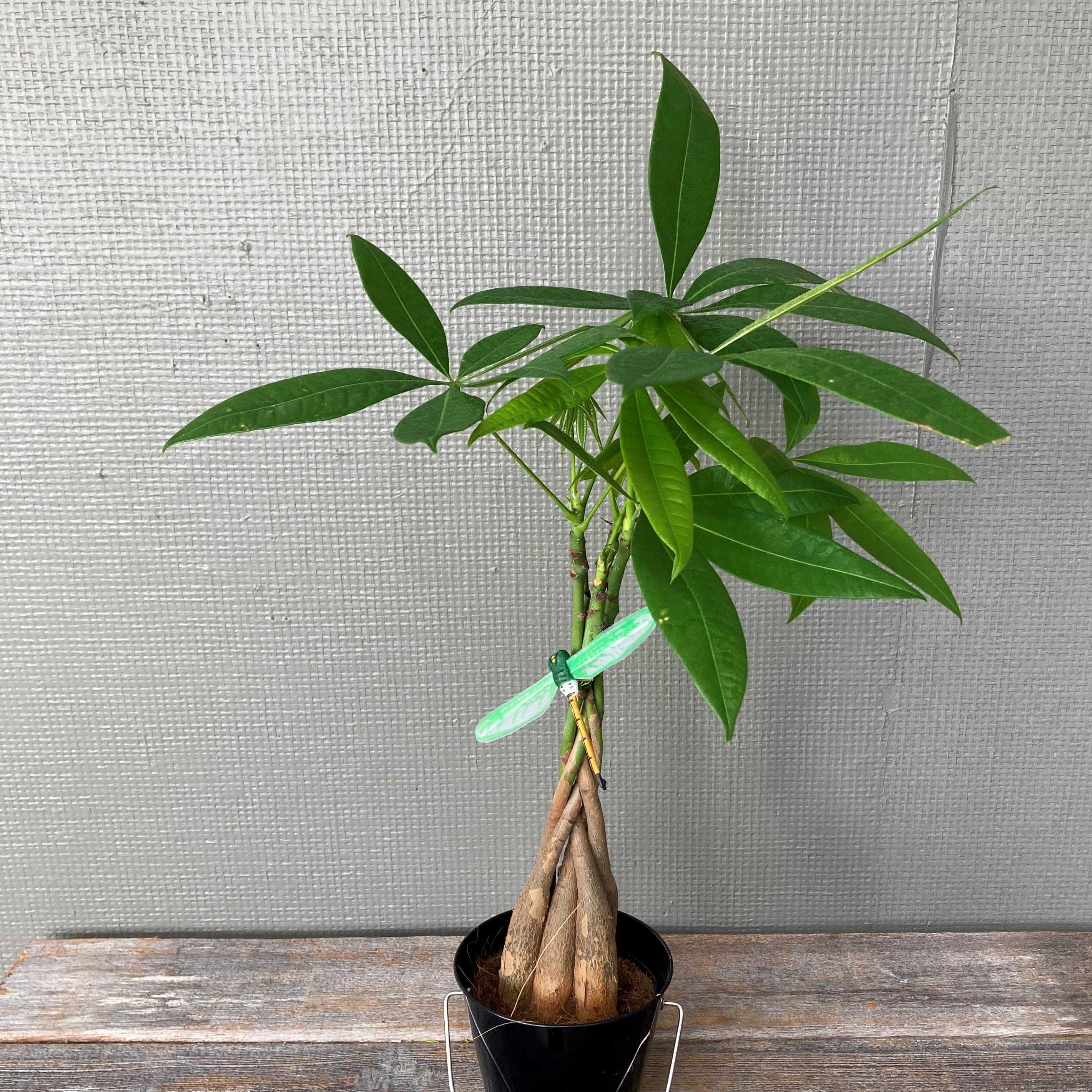 Money Tree - A money tree is said to bring good luck and is a great natural accent to the home.
