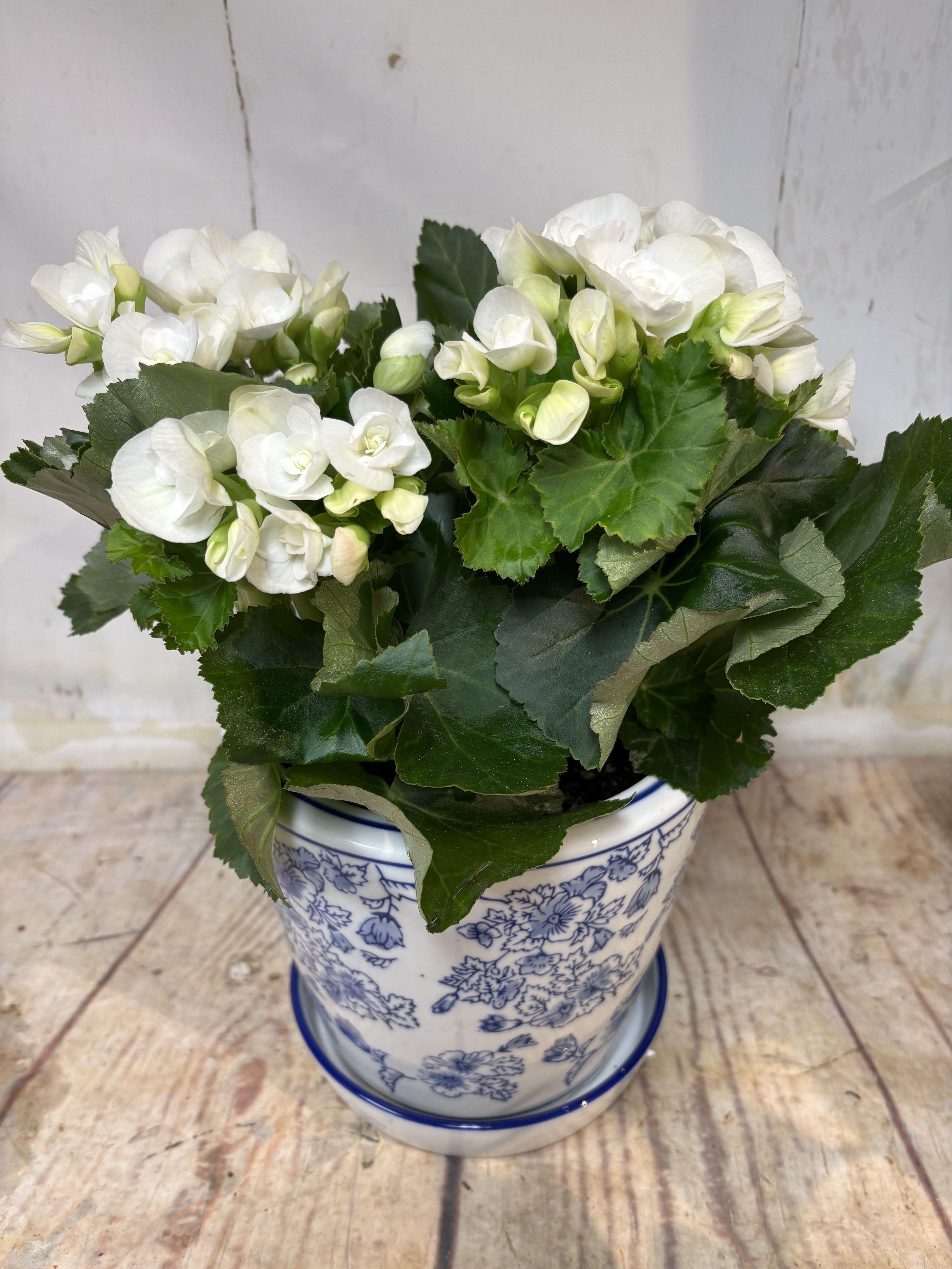 White begonia plant - These blooming house plant are in the season, just gorgeous