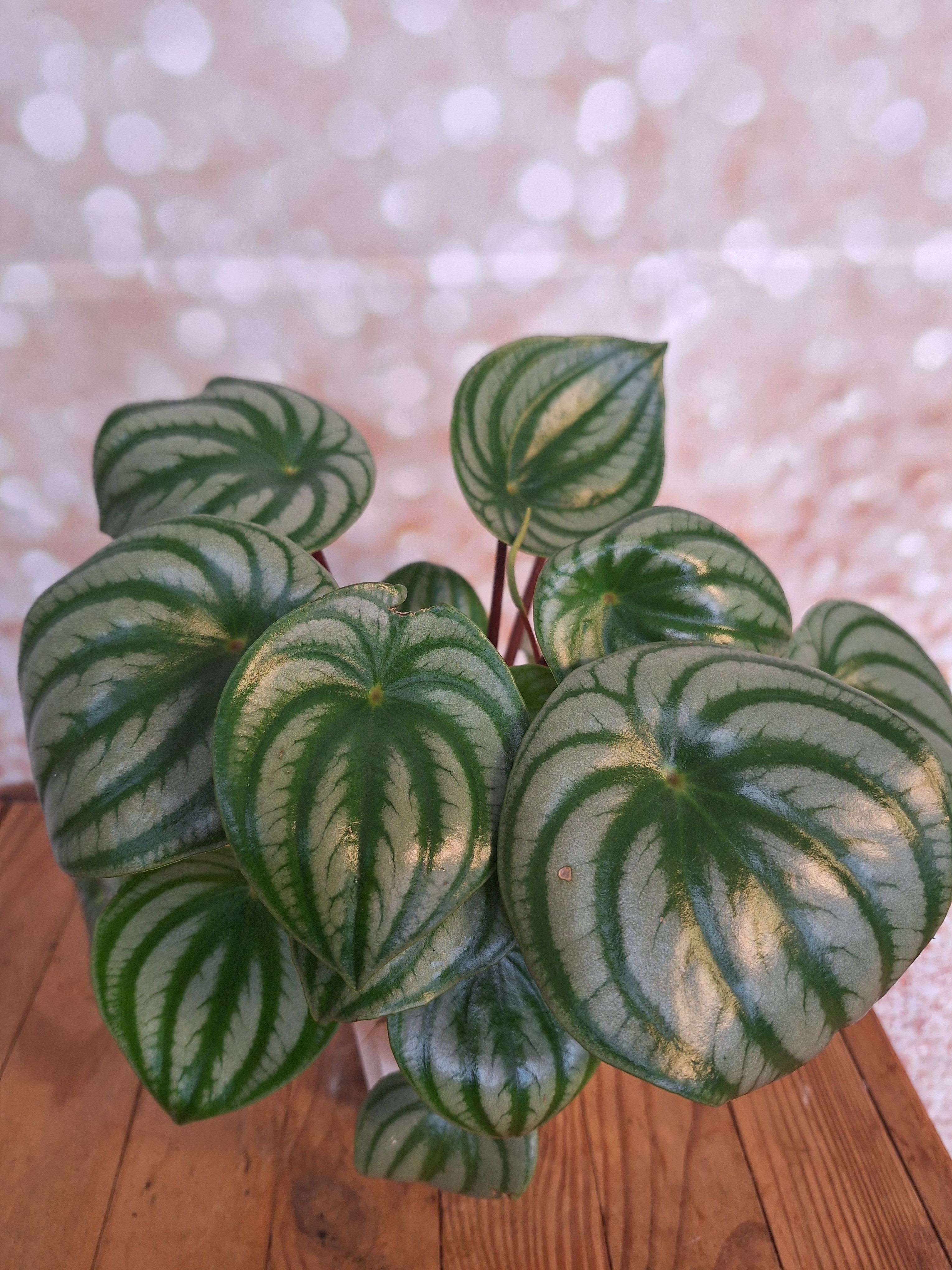 Watermelon Peperomia - Add this 4 in, indirect sunlight loving plant with personality to any garden dish of your choice or send as a gift all by its self to any plant lover.