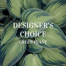 Designer's Choice GREEN PLANT  - Your choice of a small, medium or large green plant in stock. 